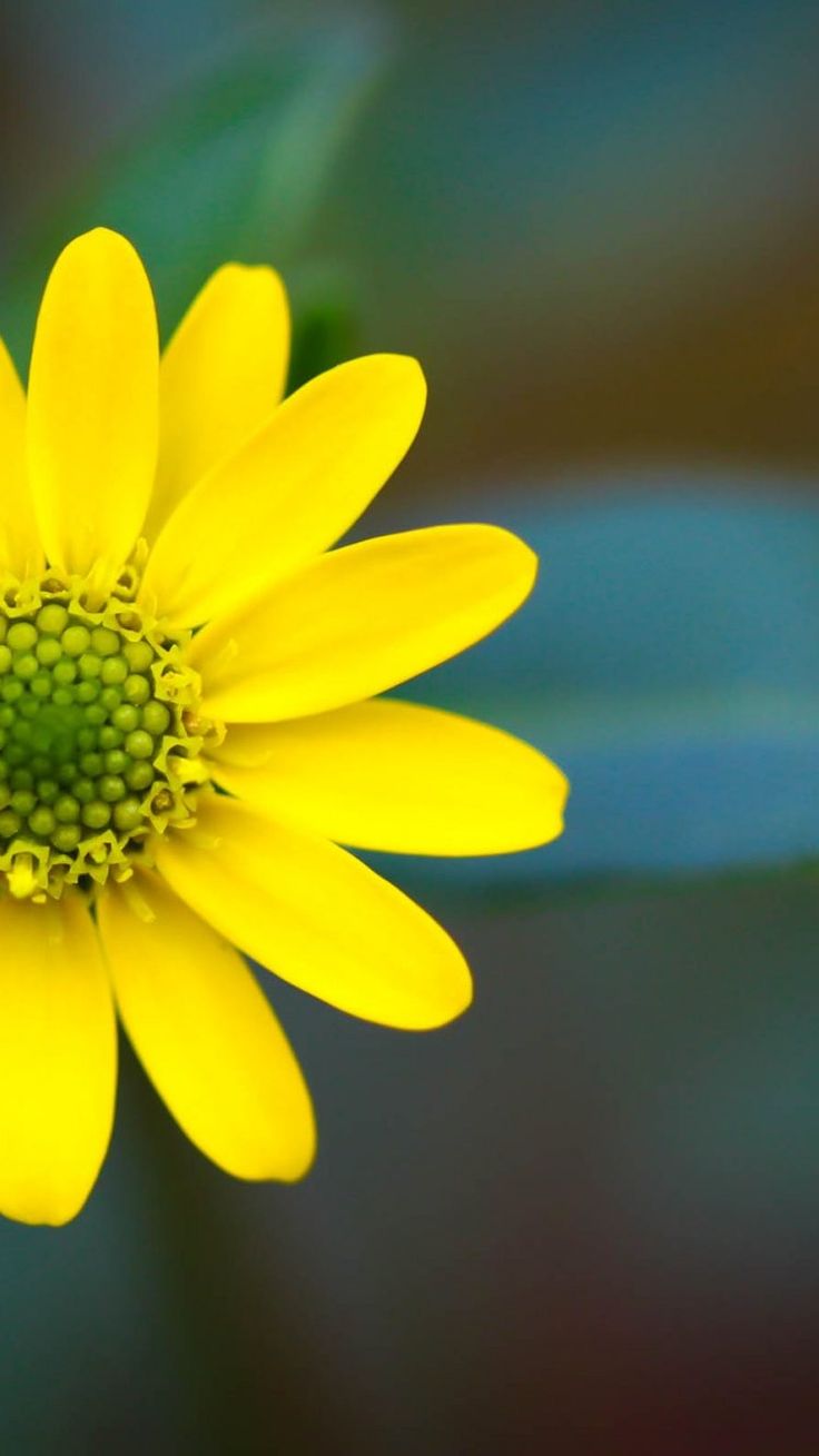 Macro Flowers HD iPhone 6 Wallpaper