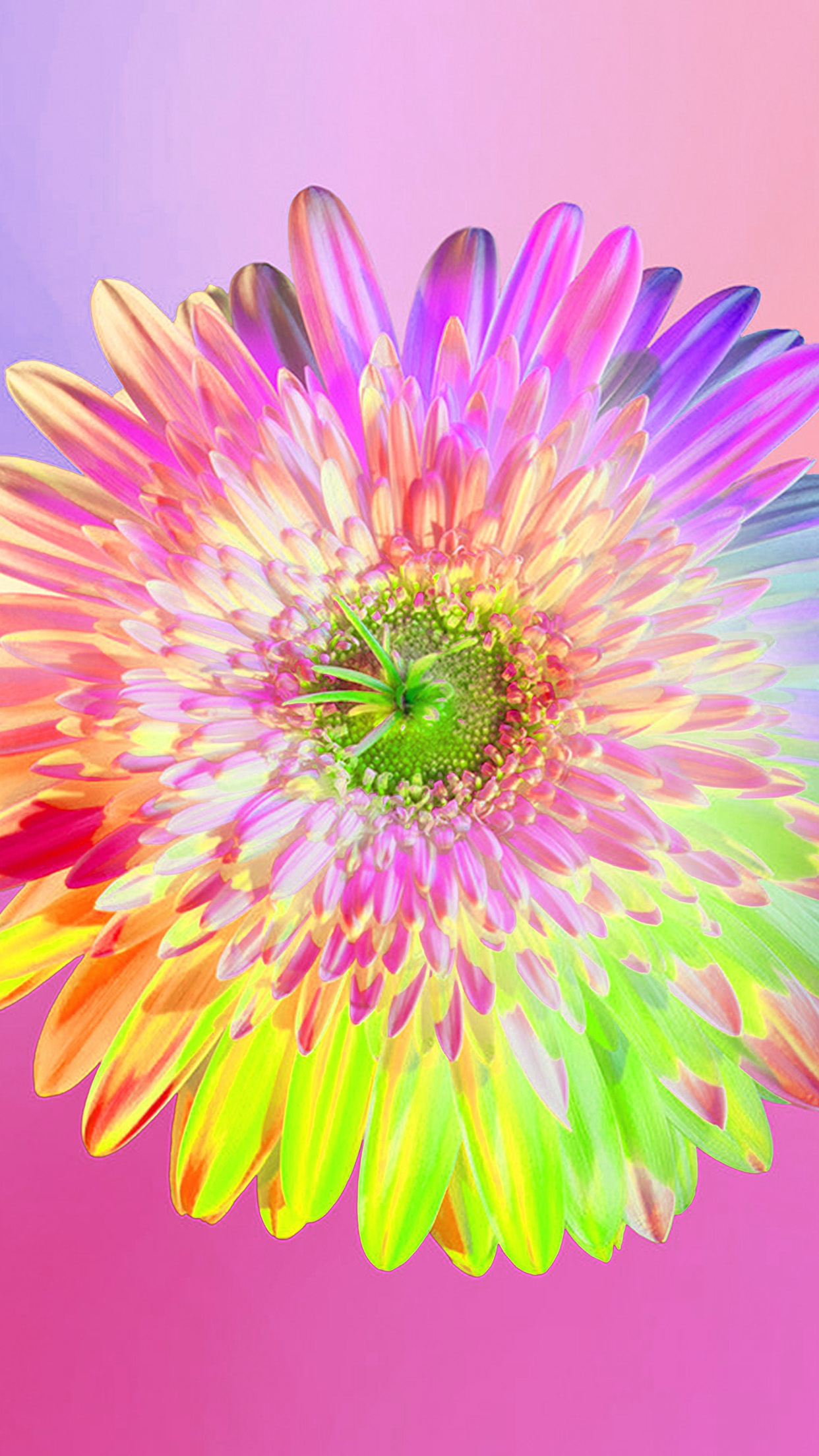 wallpaper. art rainbow flower pink