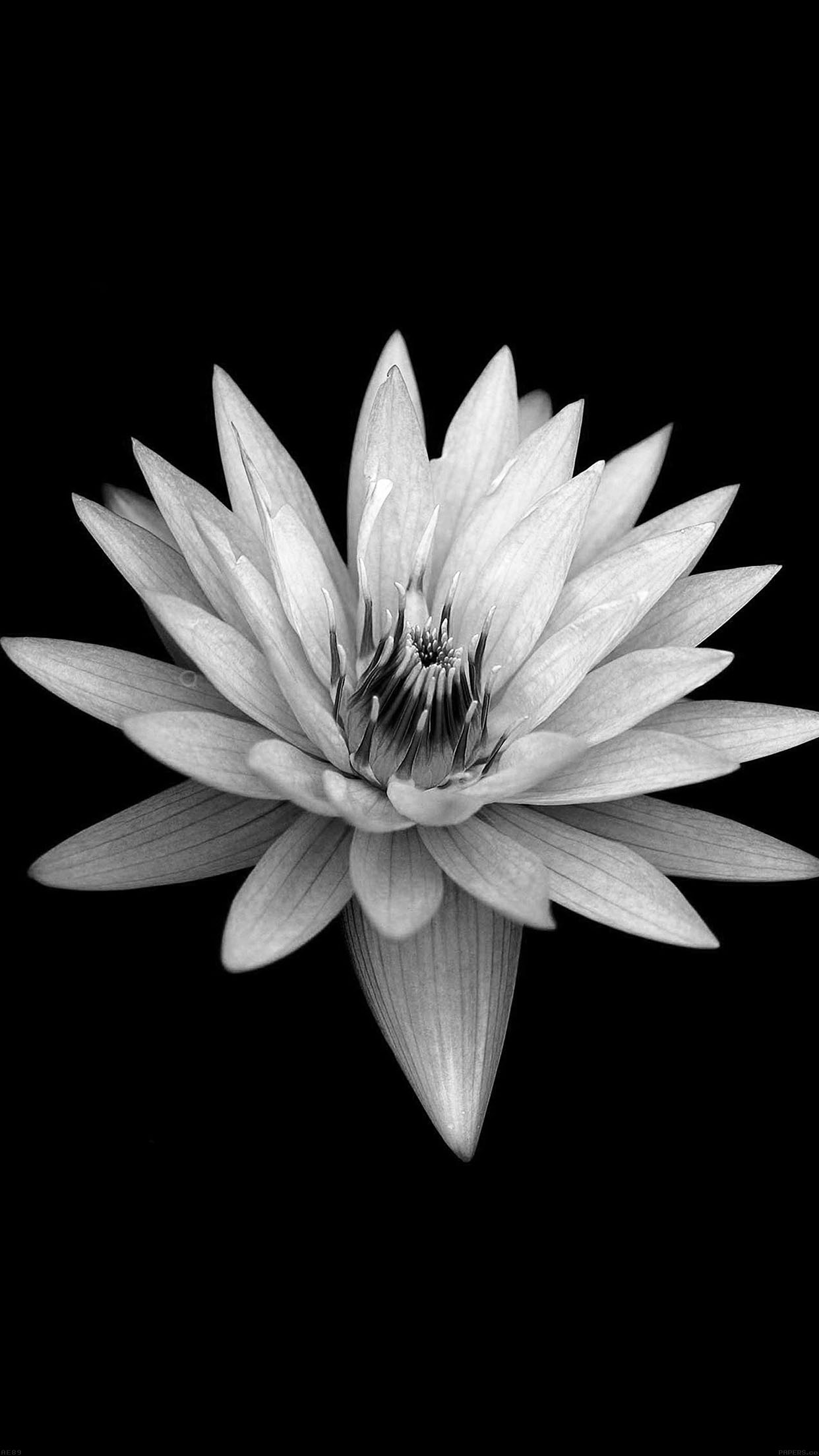 Dark Flower Black Xperia Z Background