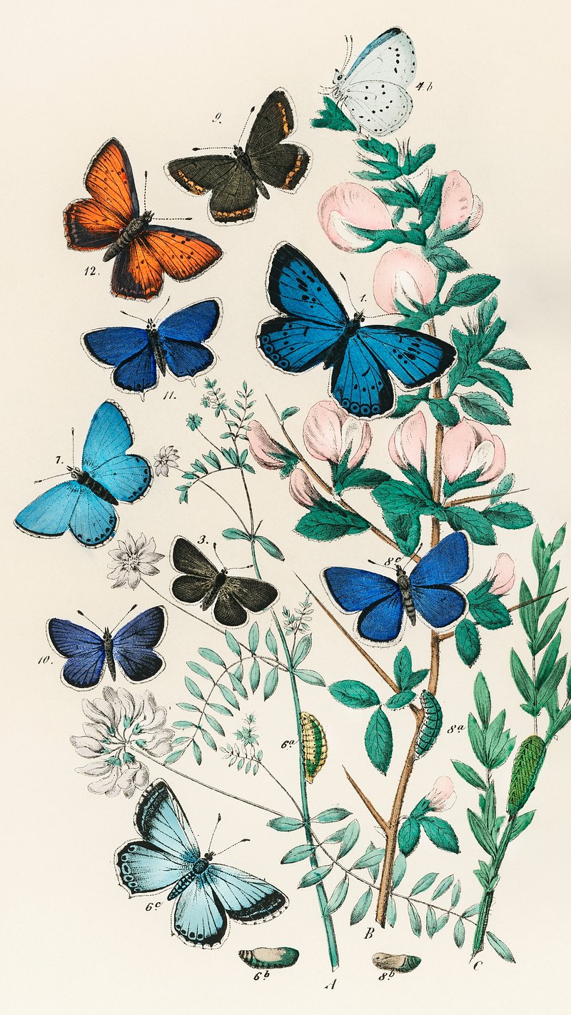 Butterfly Phone Wallpaper Image. Free