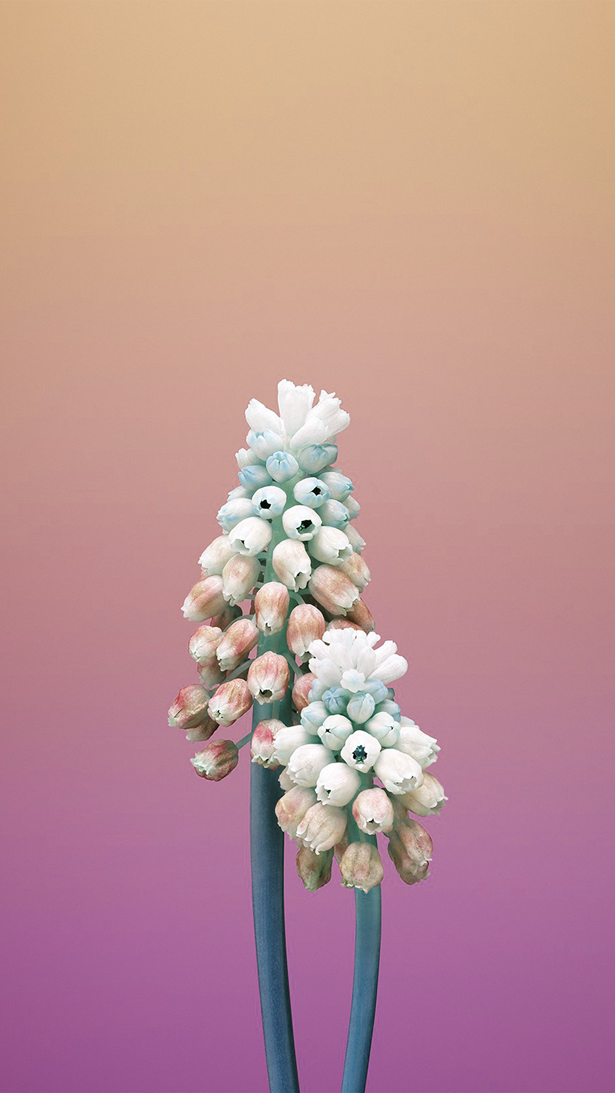 Iphonex Apple Illustration Art