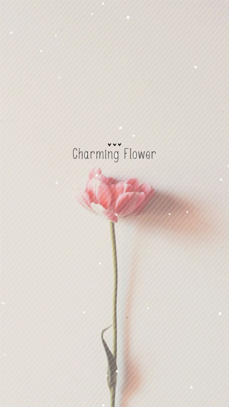 Flower iphone wallpaper, iPhone 5s