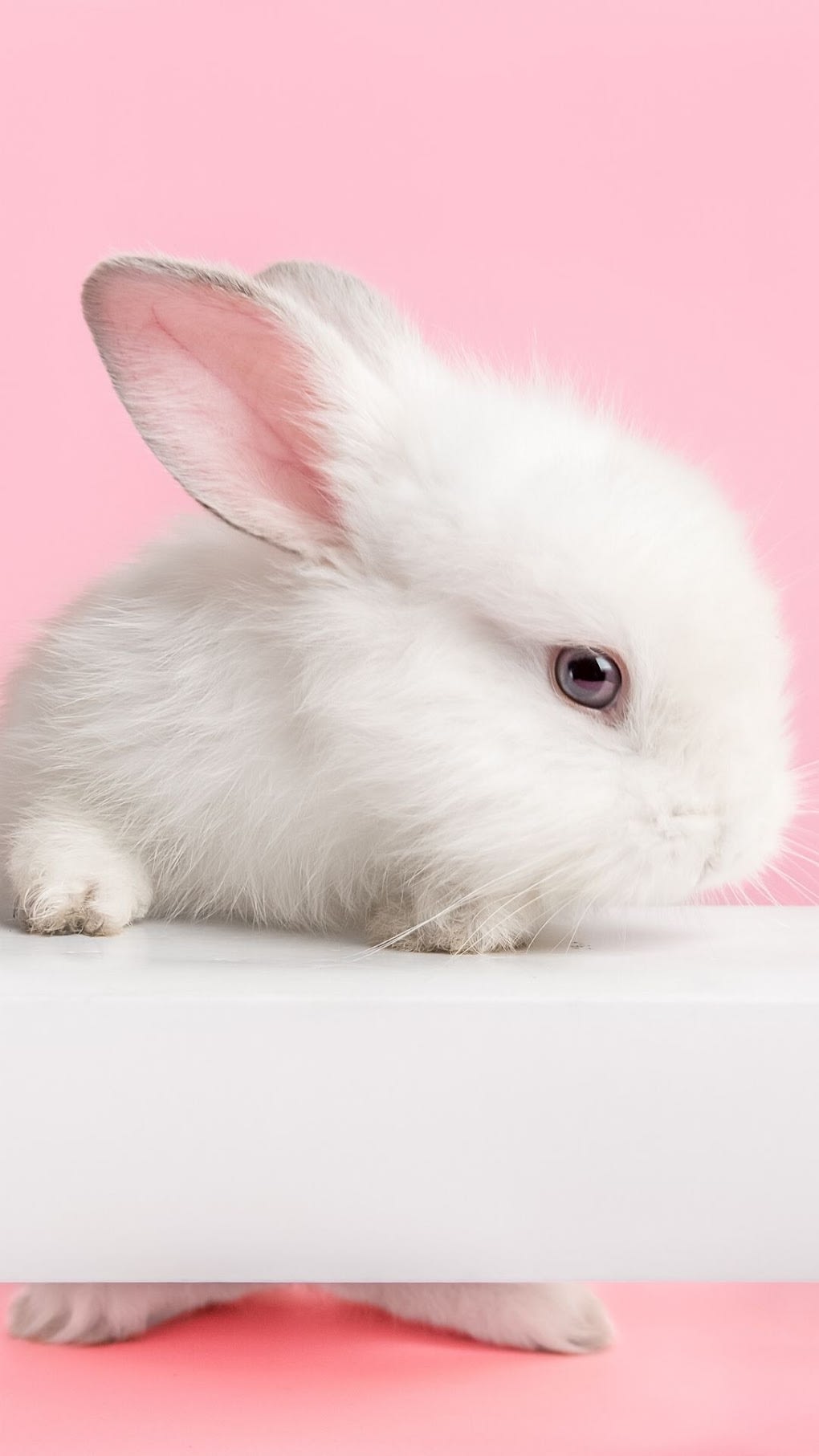 Rabbit Wallpaper for Android