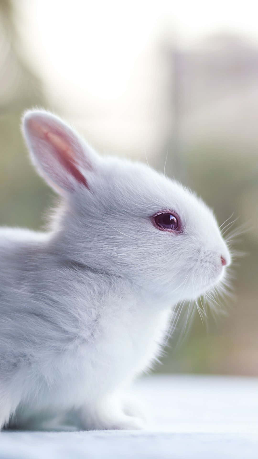 Download White Rabbits, Cute, Cute
