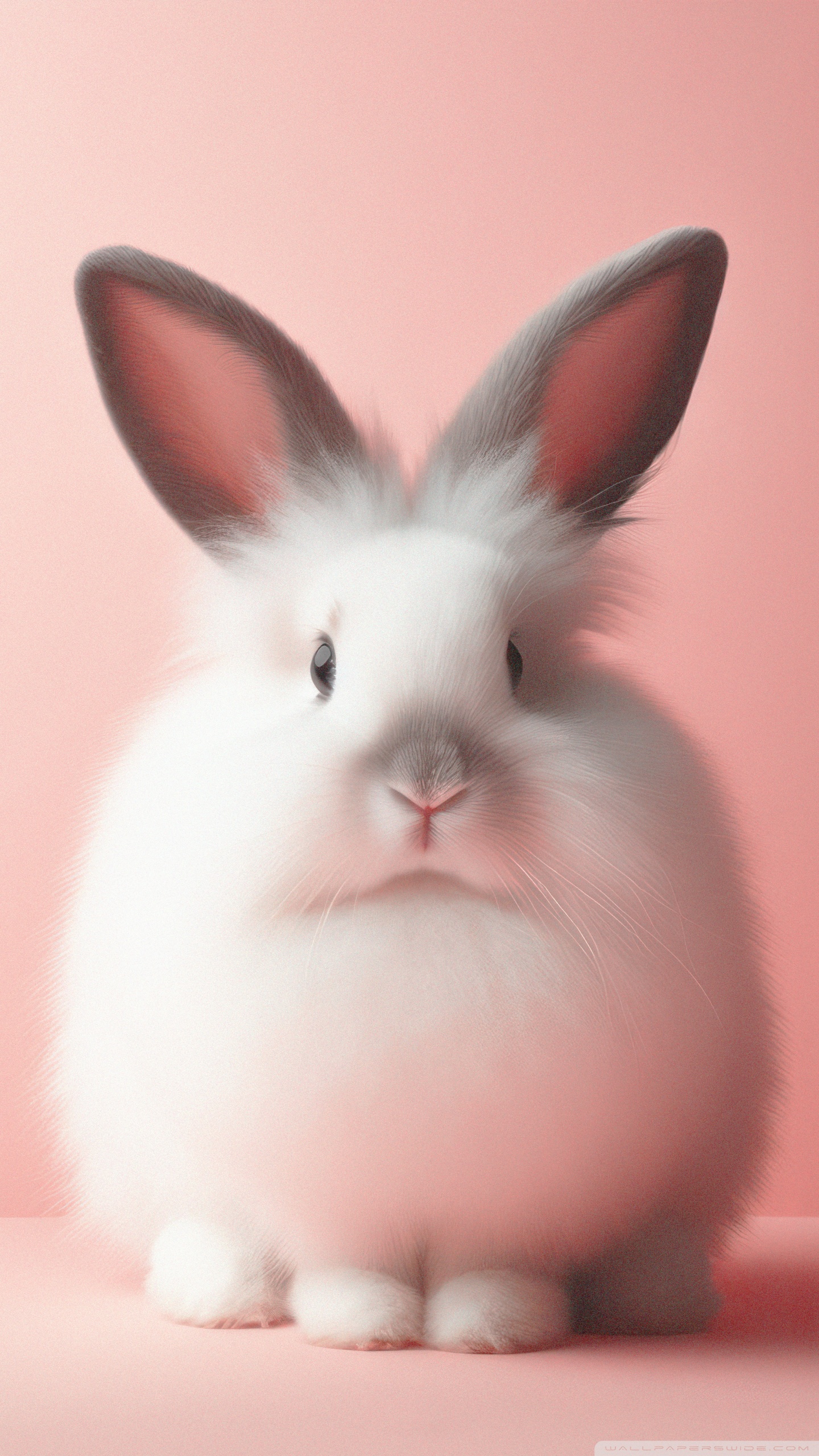 Aesthetic Cute Bunny Ultra HD Desktop