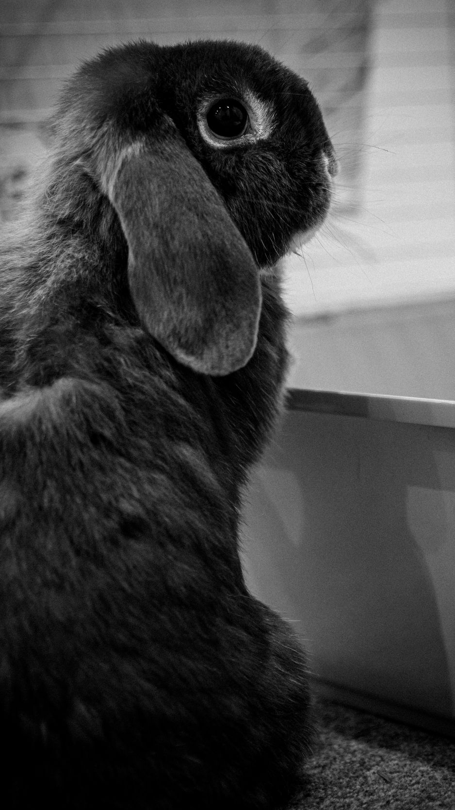 wallpaper 938x1668 rabbit, animal, cute