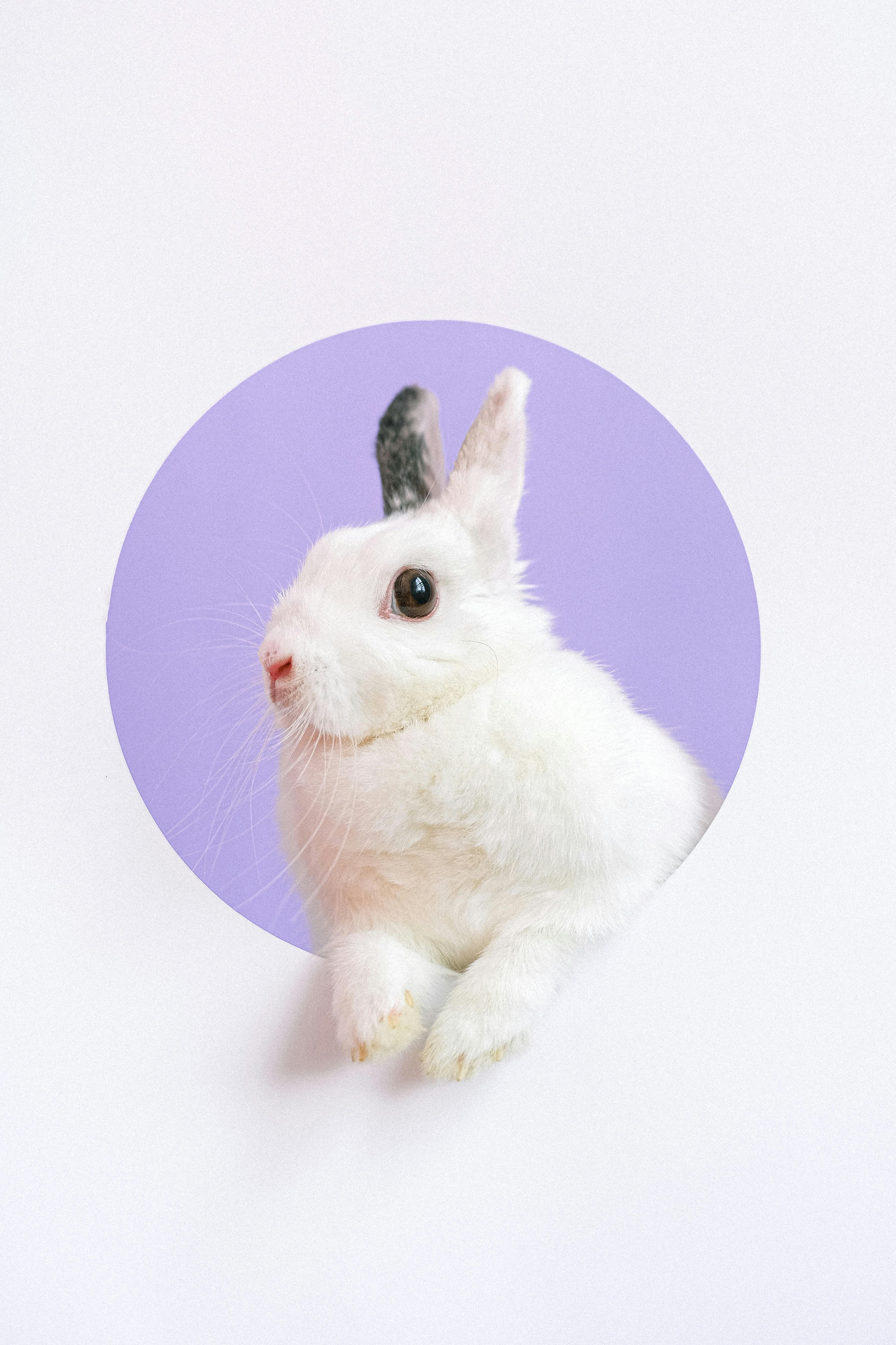 Rabbit Photo, Download The BEST Free