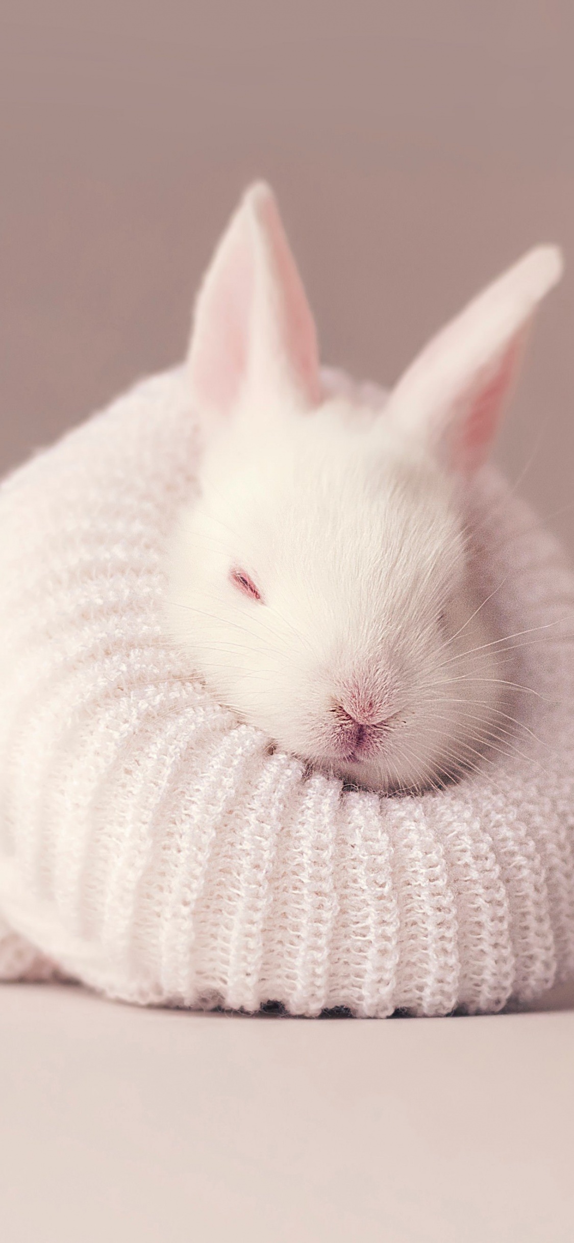 White rabbit Wallpaper 4K, Newborn