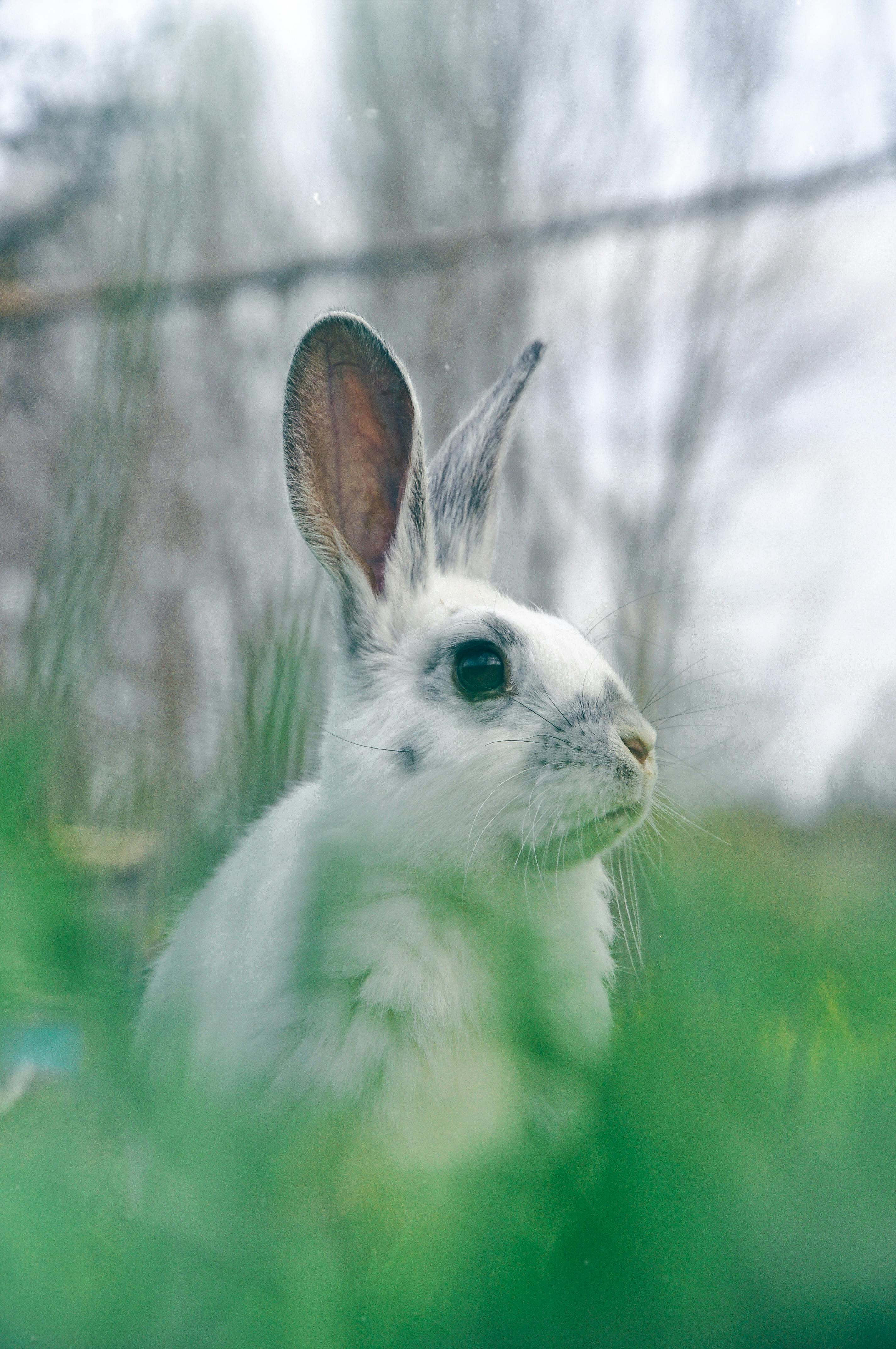 Close Up Shot Of A White Rabbit In