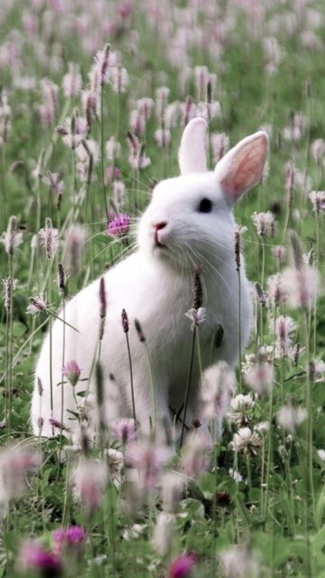 Rabbit Wallpaper Rabbit