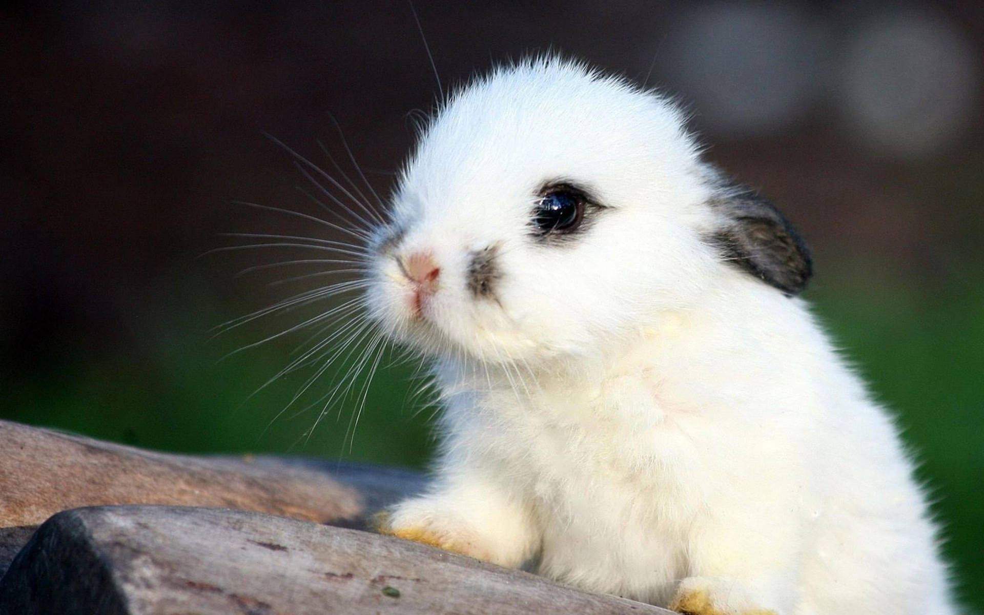 Cute Bunny Wallpaper