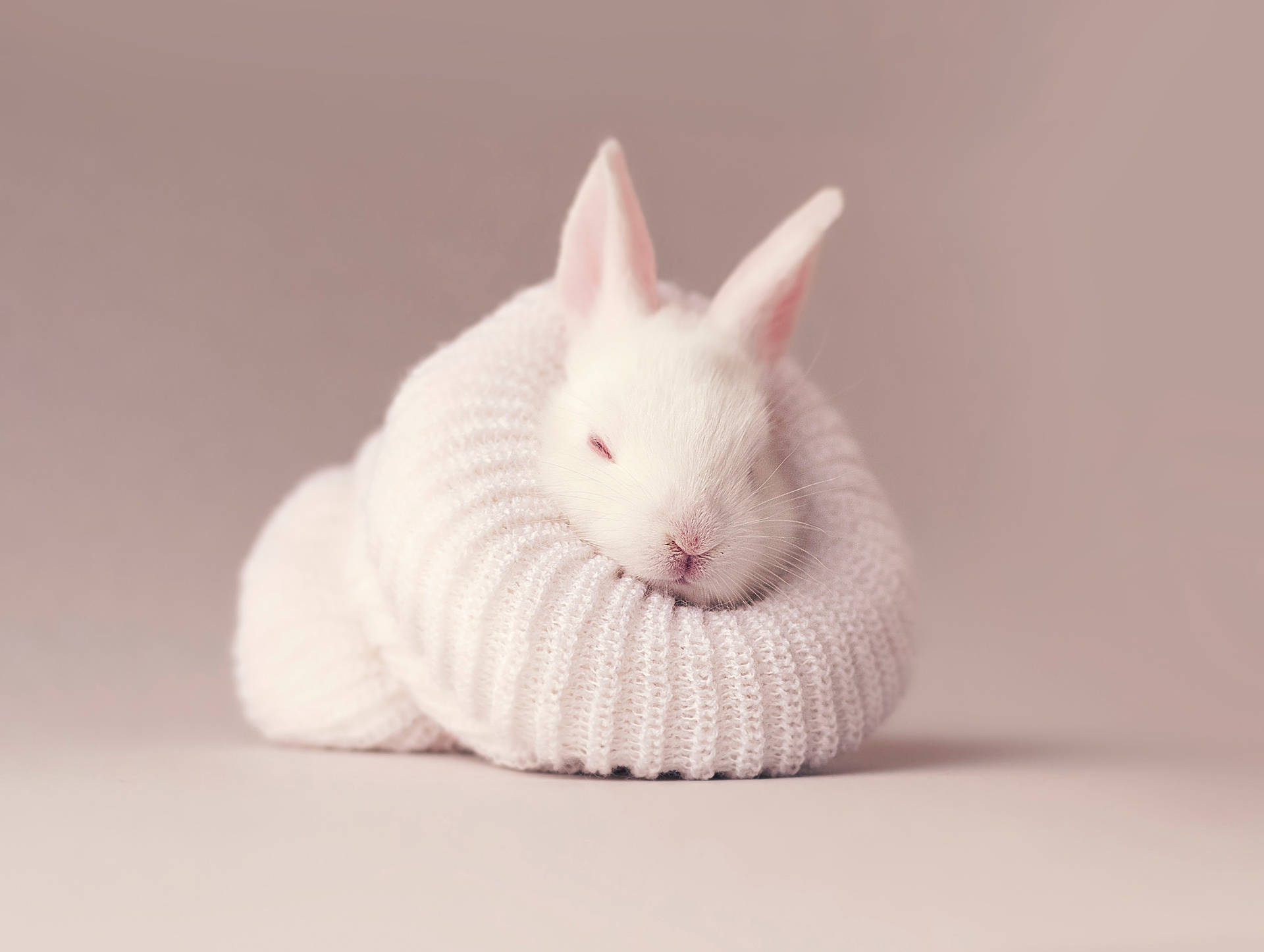 Download Cute Baby Bunny Wallpaper