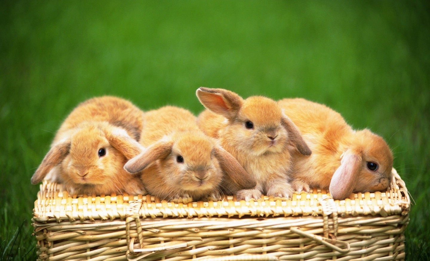 bunny bunnies floppy ears