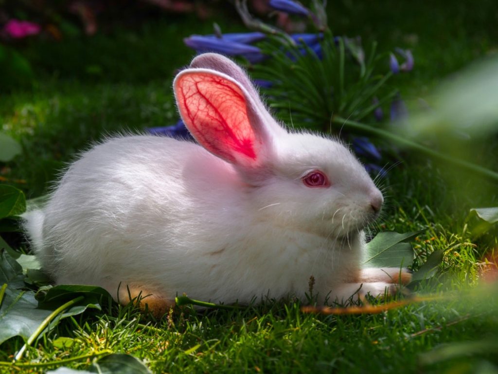Cute White Baby Rabbit Desktop Wallpaper 19284