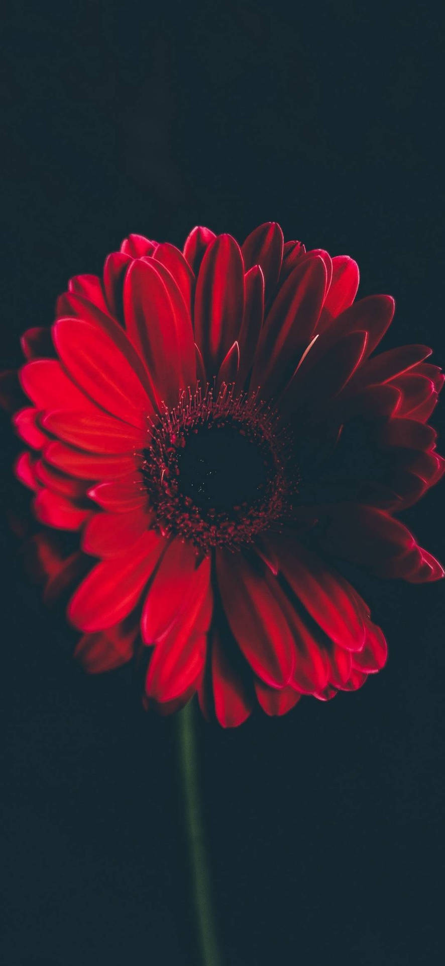 Download free Red Daisy Flower Phone