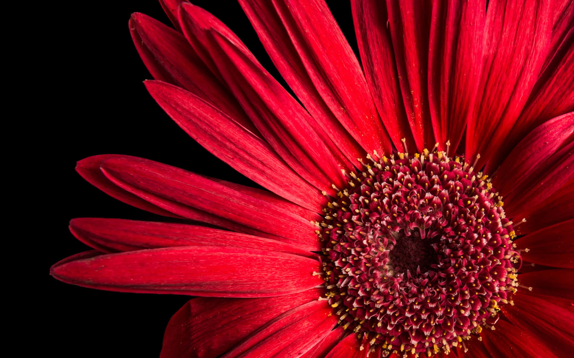 Red Daisy Flower Petal Wallpaper