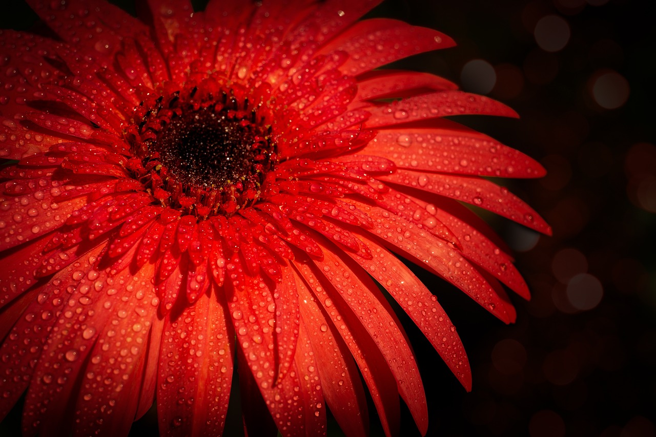 Red Daisy Flower