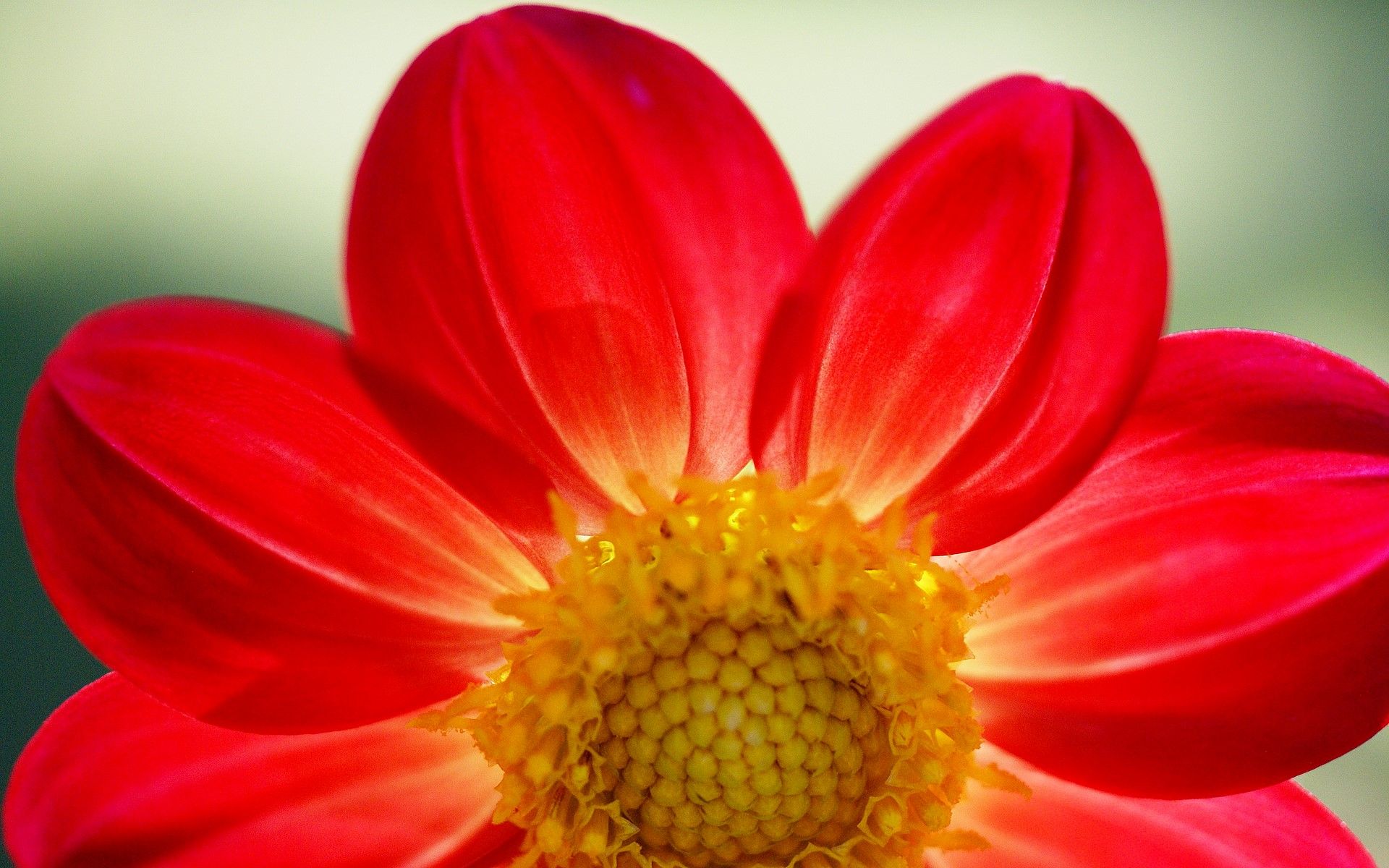 red daisy flower wallpaper widescreen