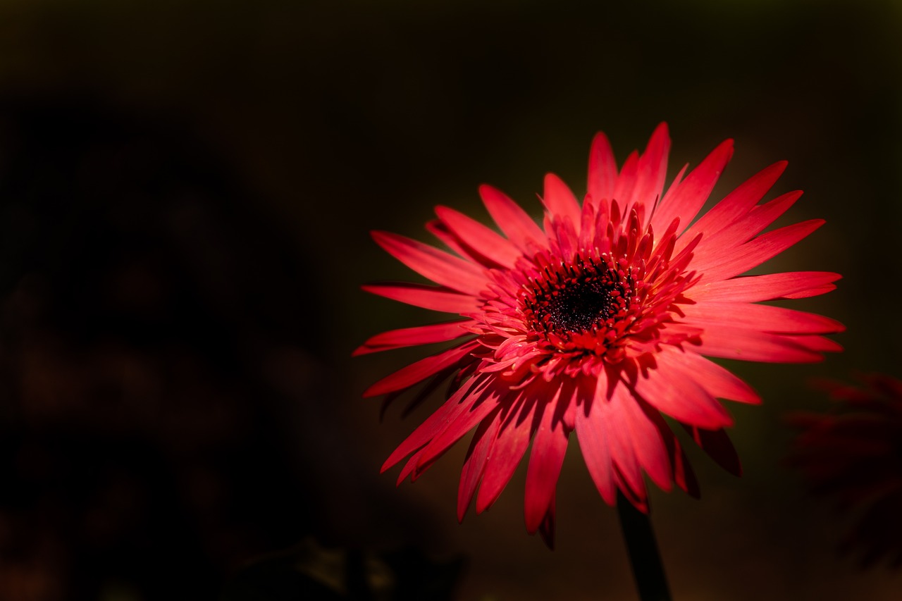 Red Daisy Flower