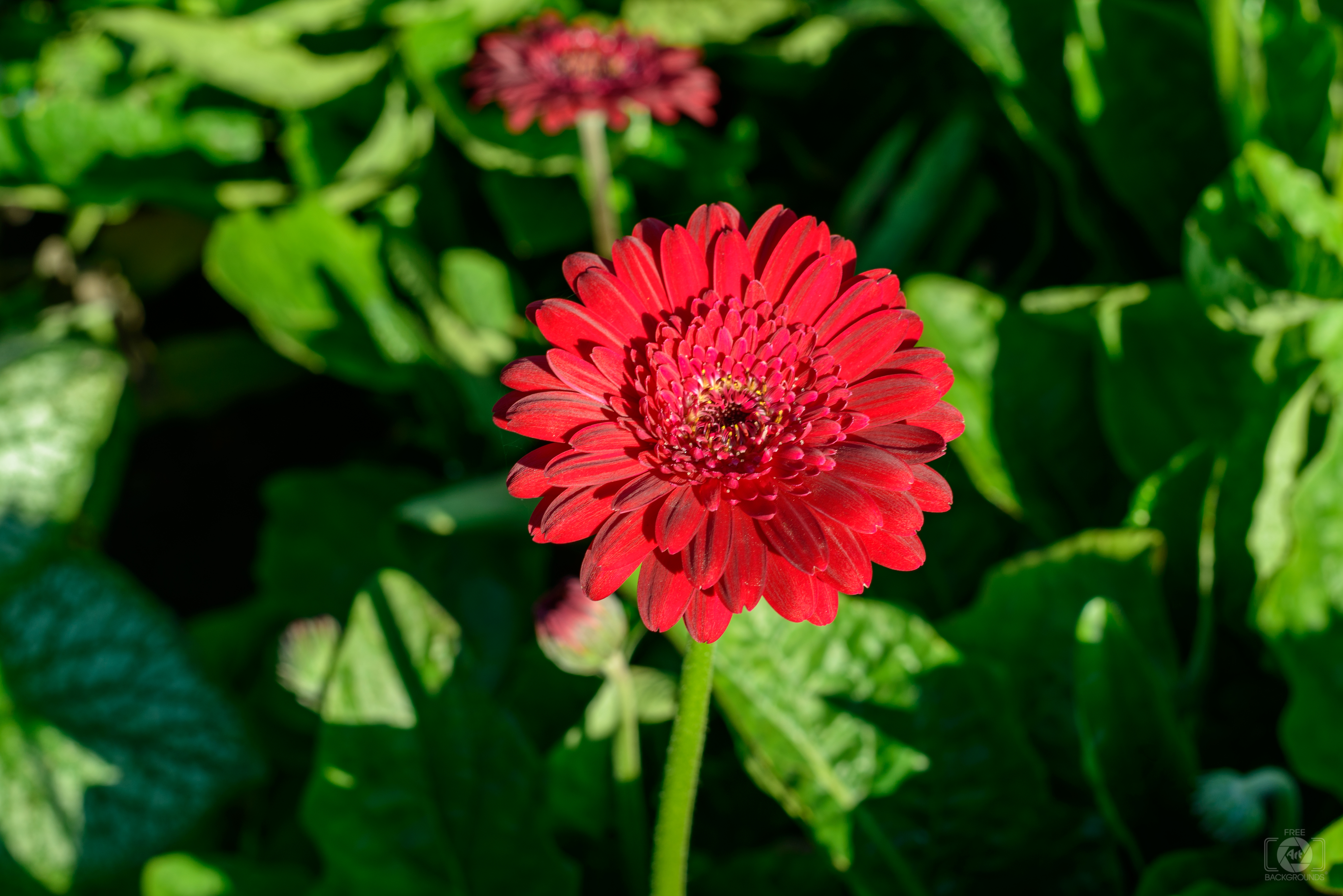 Red Gerbera Daisy Flower Background