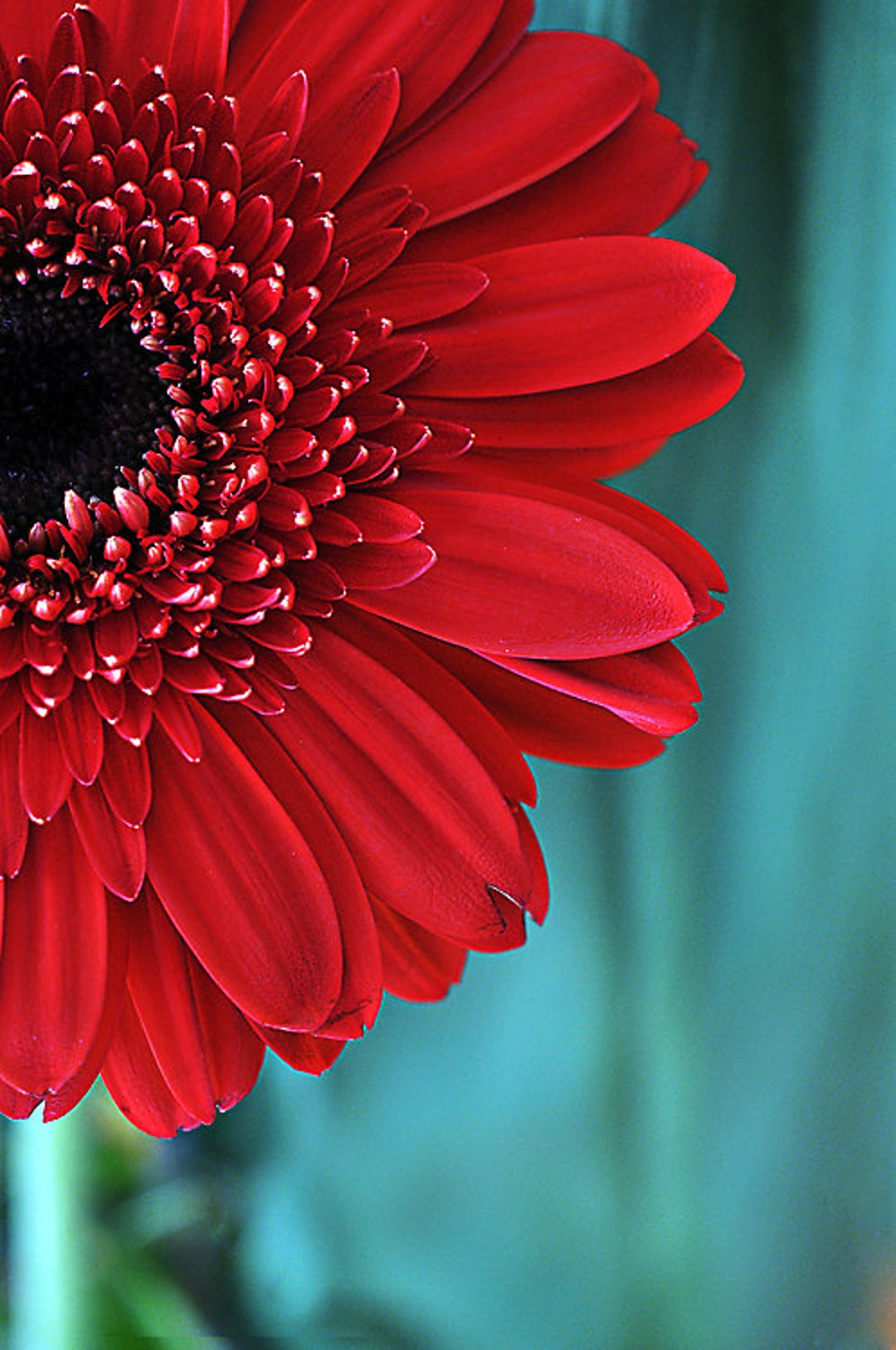 Red Gerber Daisy Flower Photograph