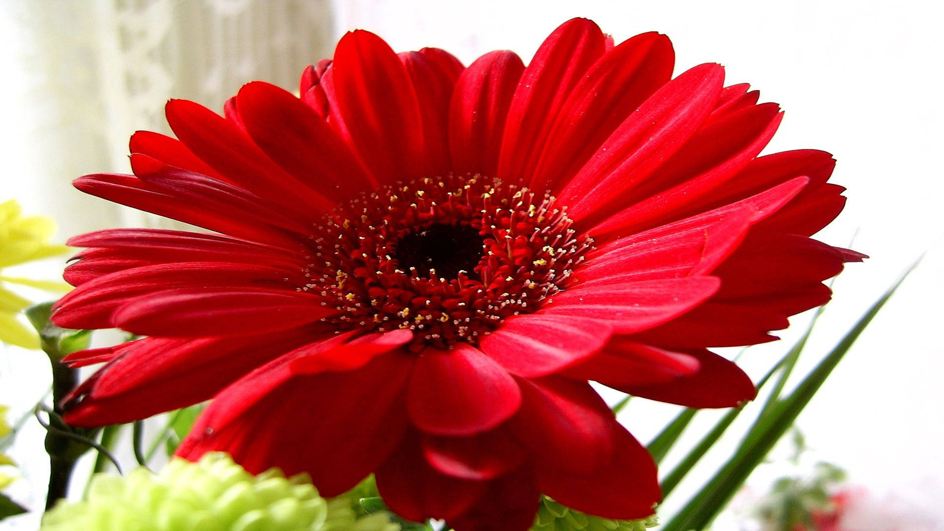 Red Daisy Wallpapers - Wallpaper Cave