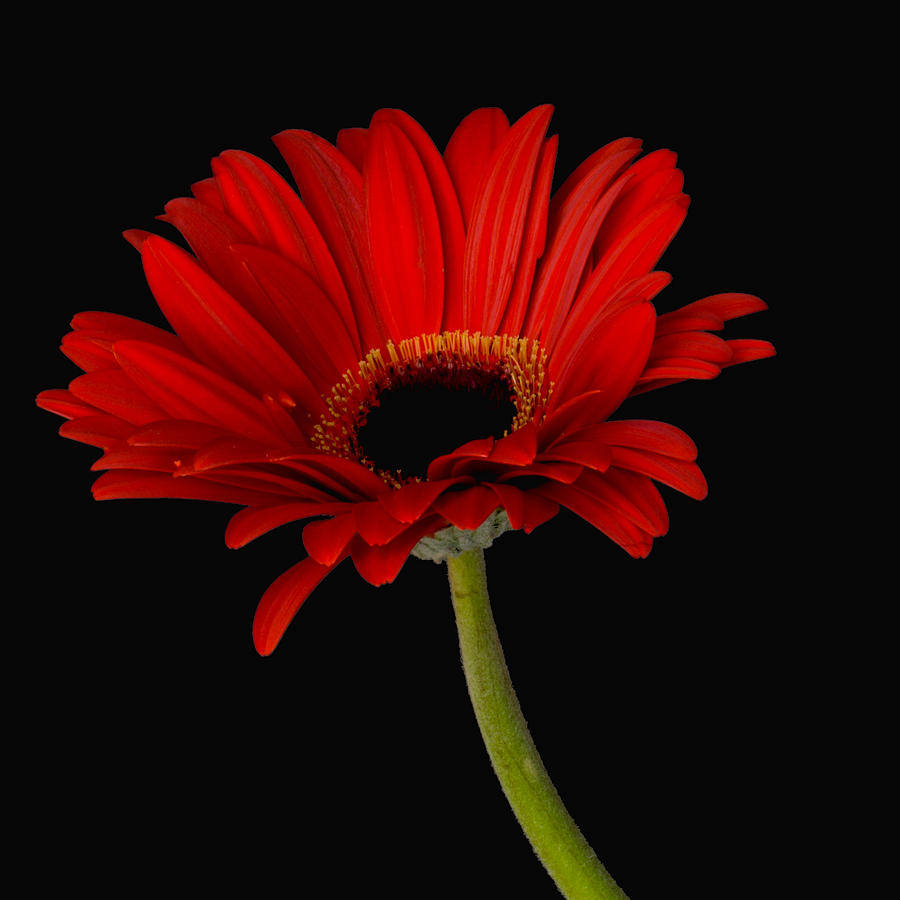 Red Daisy Wallpapers - Wallpaper Cave