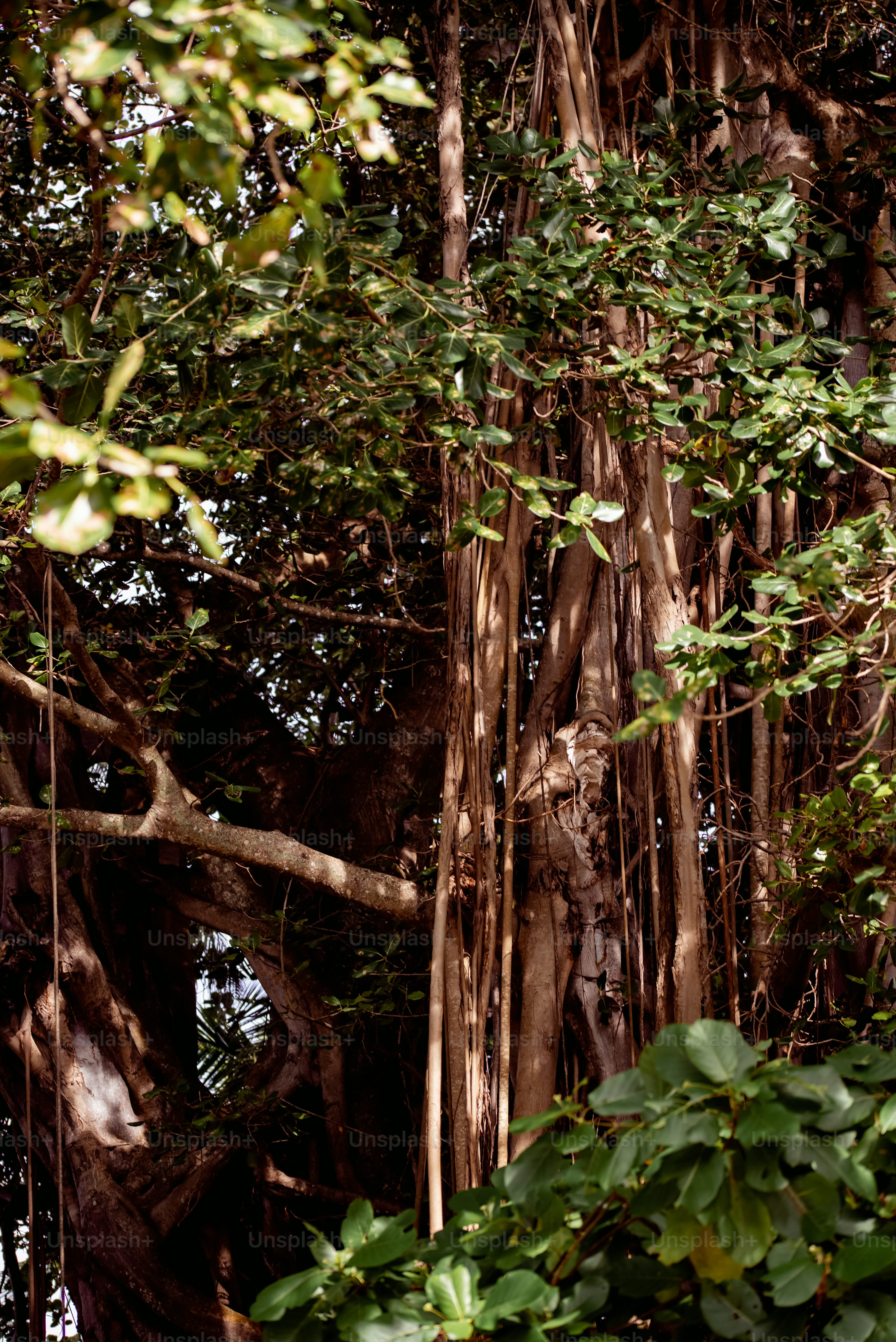 Stunning Amazon Forest Picture