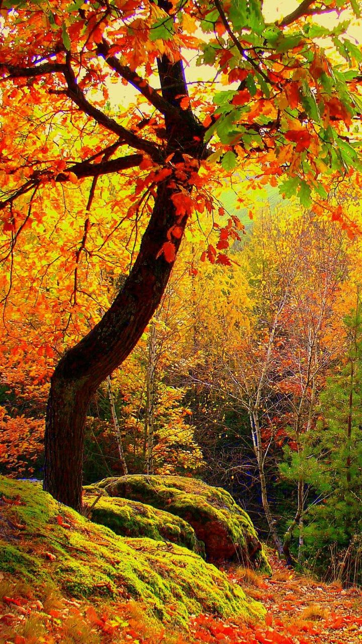 autumn, forest, trees, landscape. Autumn landscape, Autumn scenery, Landscape trees