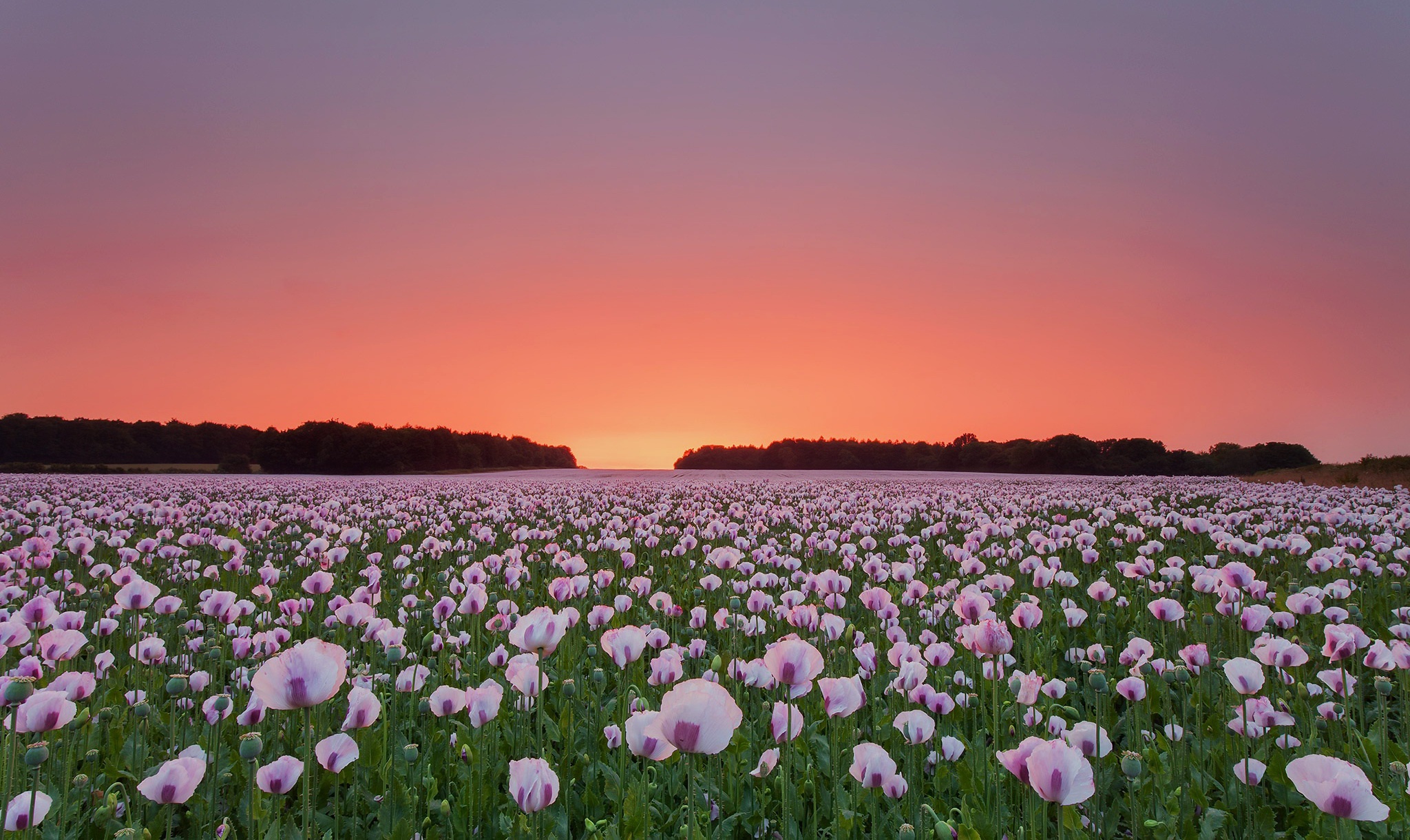 Pink Flower Flower Sunset Summer