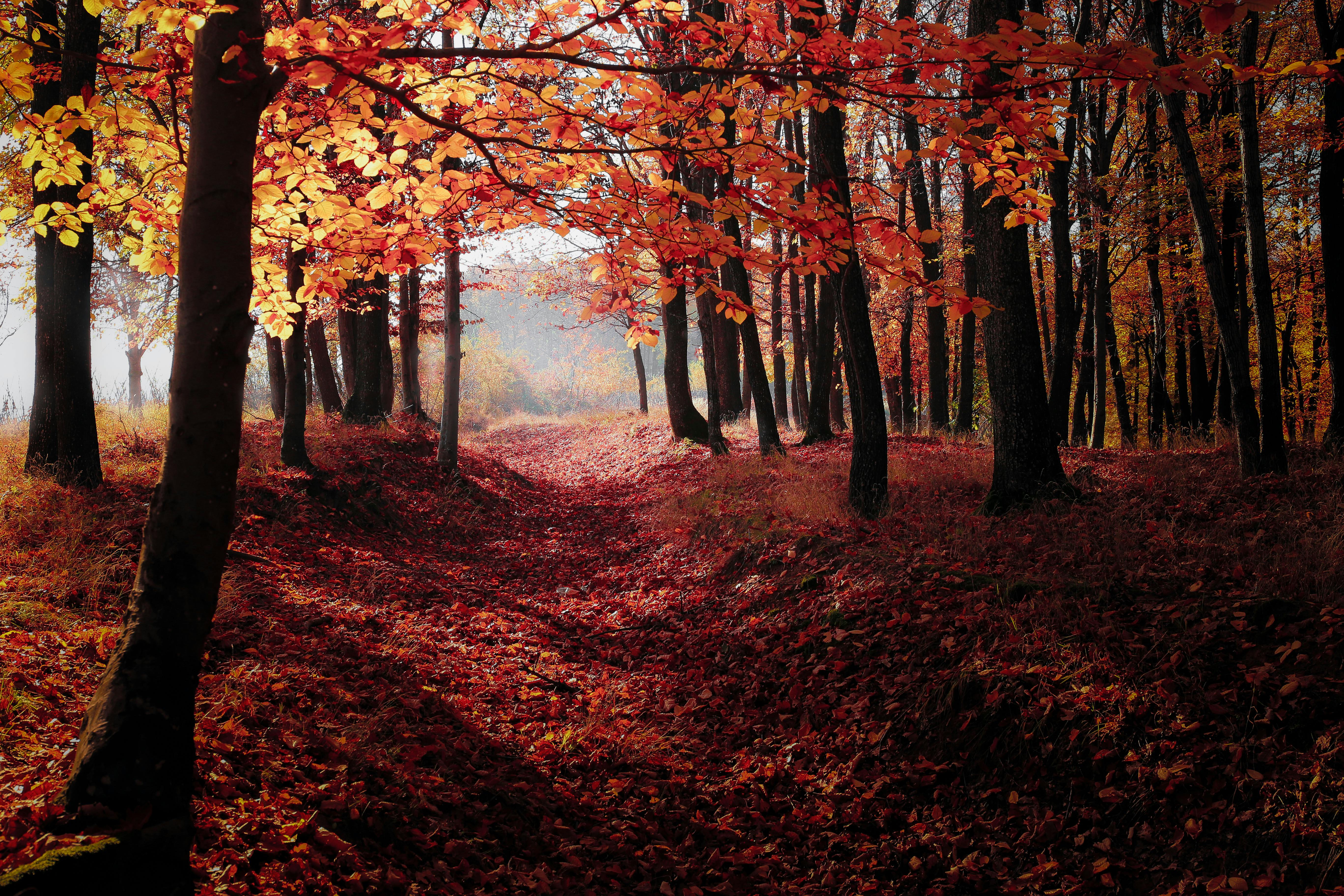 Red Autumn Trees · Free