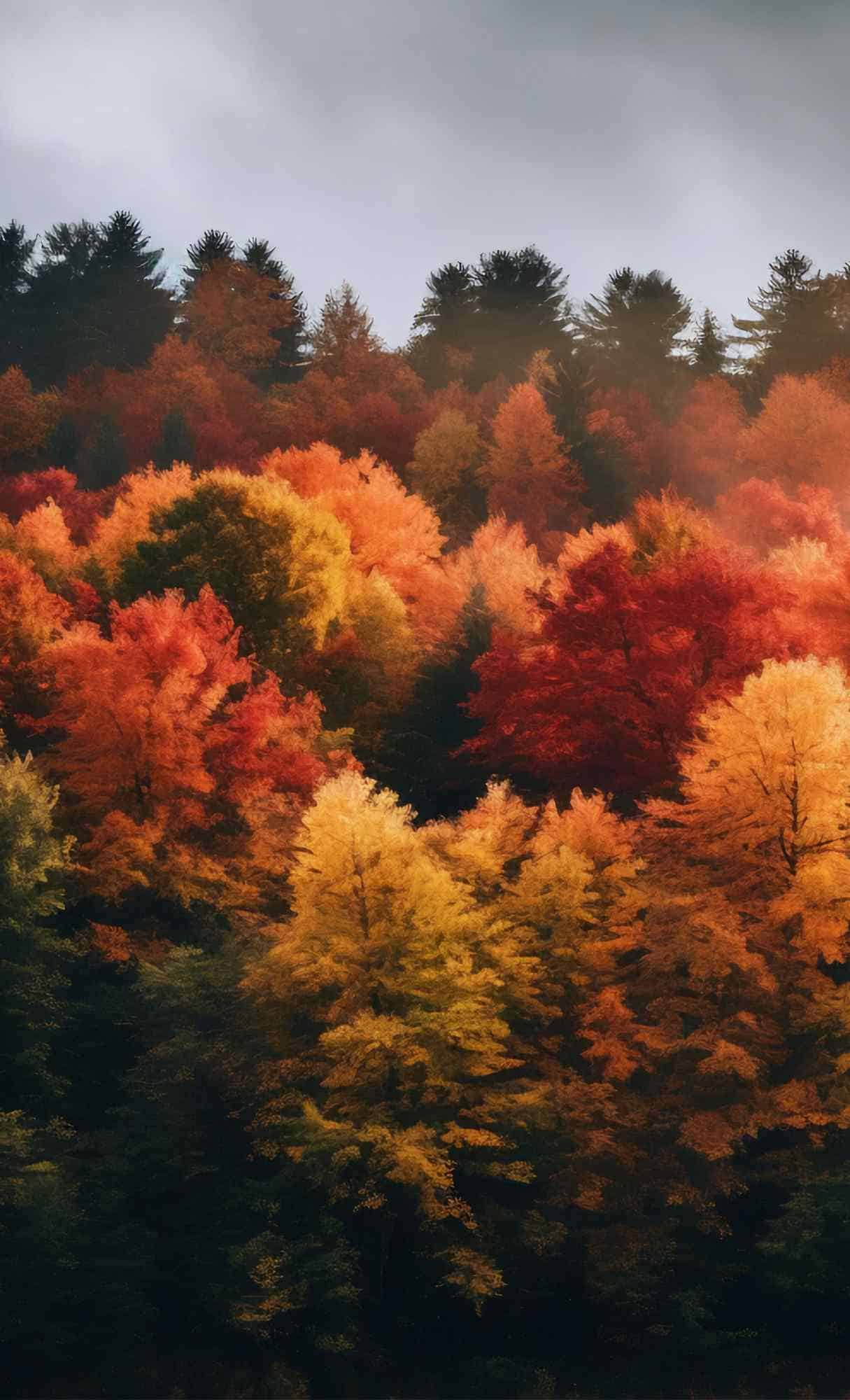 Fall Wallpaper for iPhone