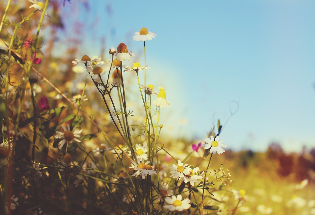 Meadow Wallpaper Summer