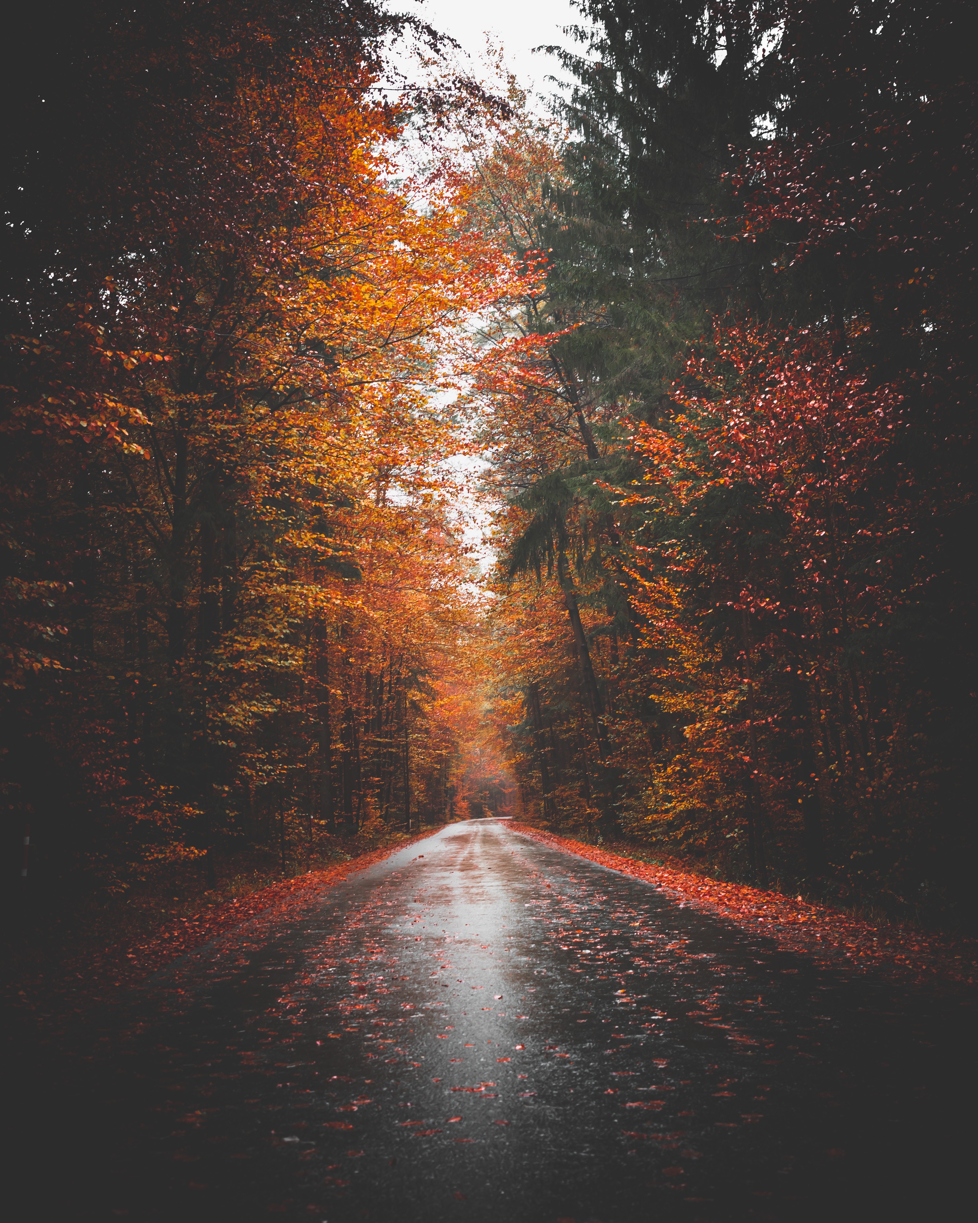 Download Autumn wallpaper for mobile
