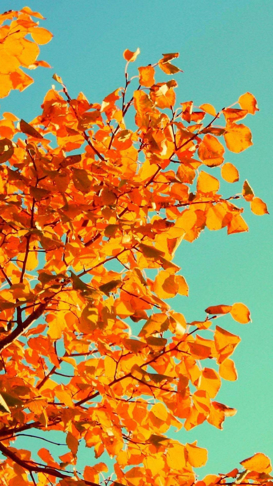 Download Light Orange Leaves Autumn Phone Wallpaper
