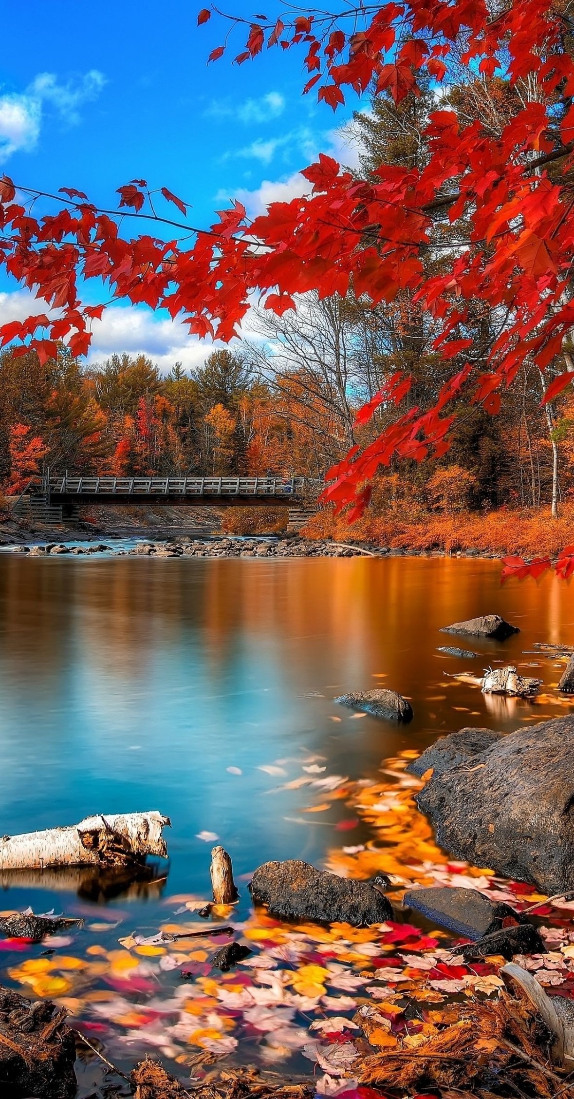 Download Nature Fall Phone Wallpaper