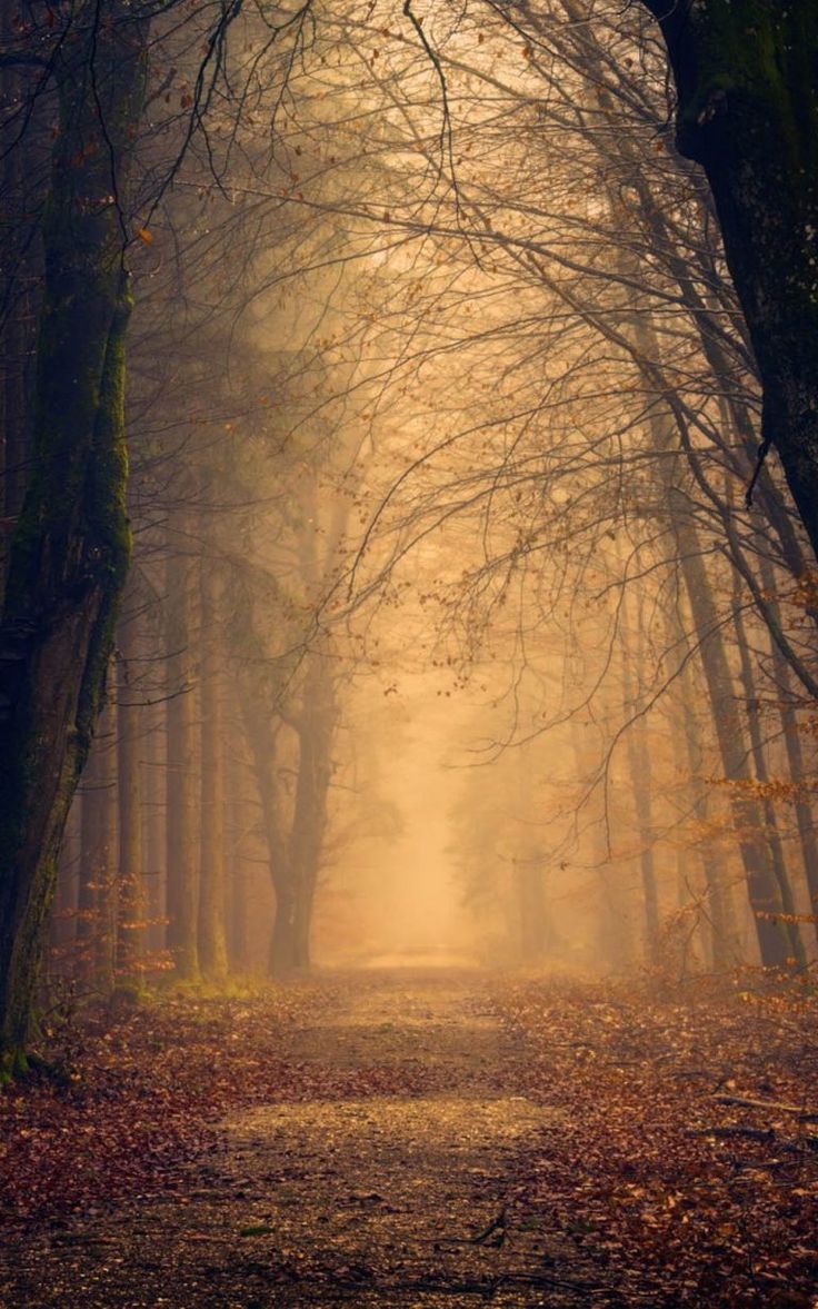 Foggy Autumn Forest Morning 4K Ultra HD