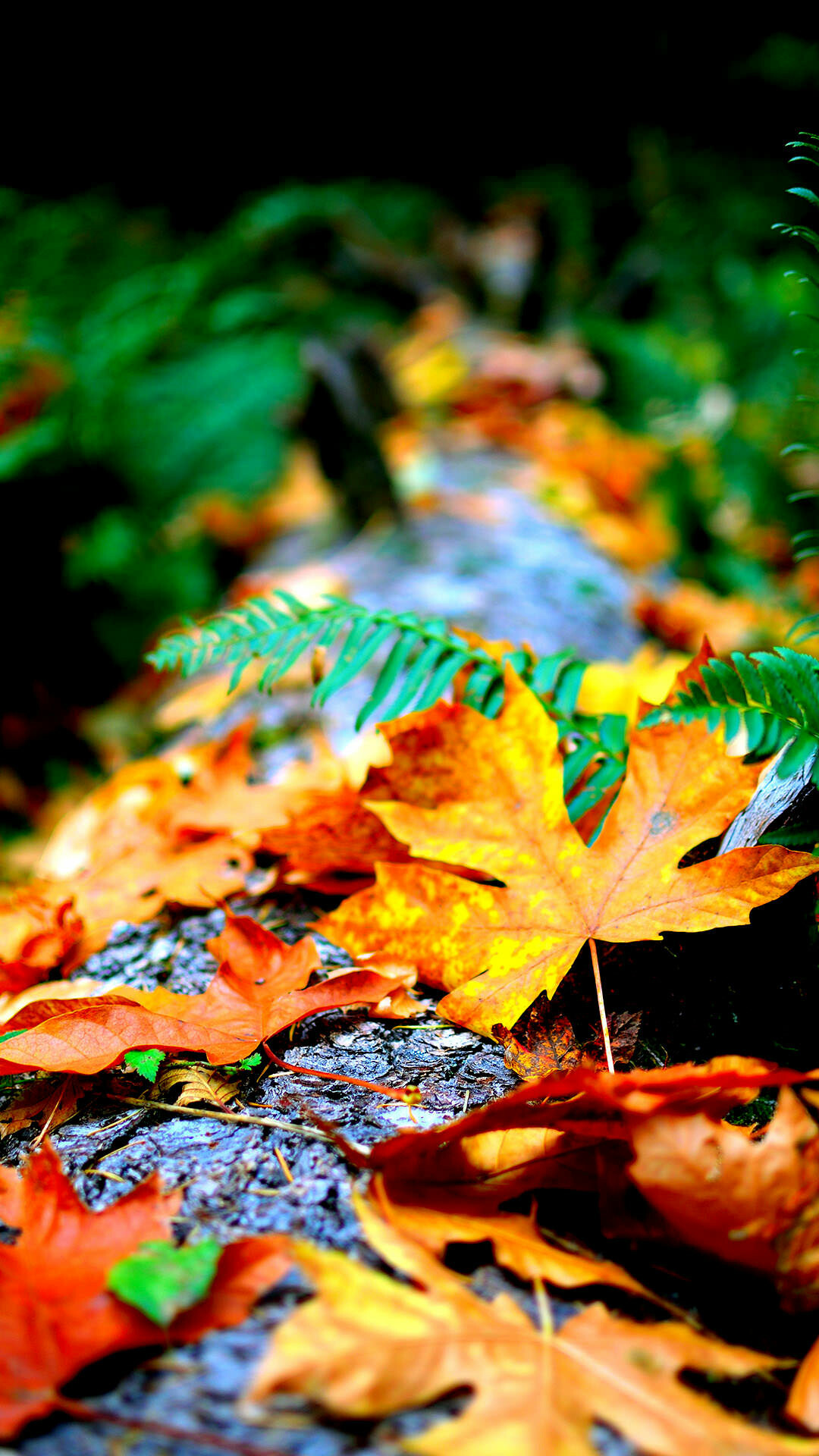 Autumn Wallpaper