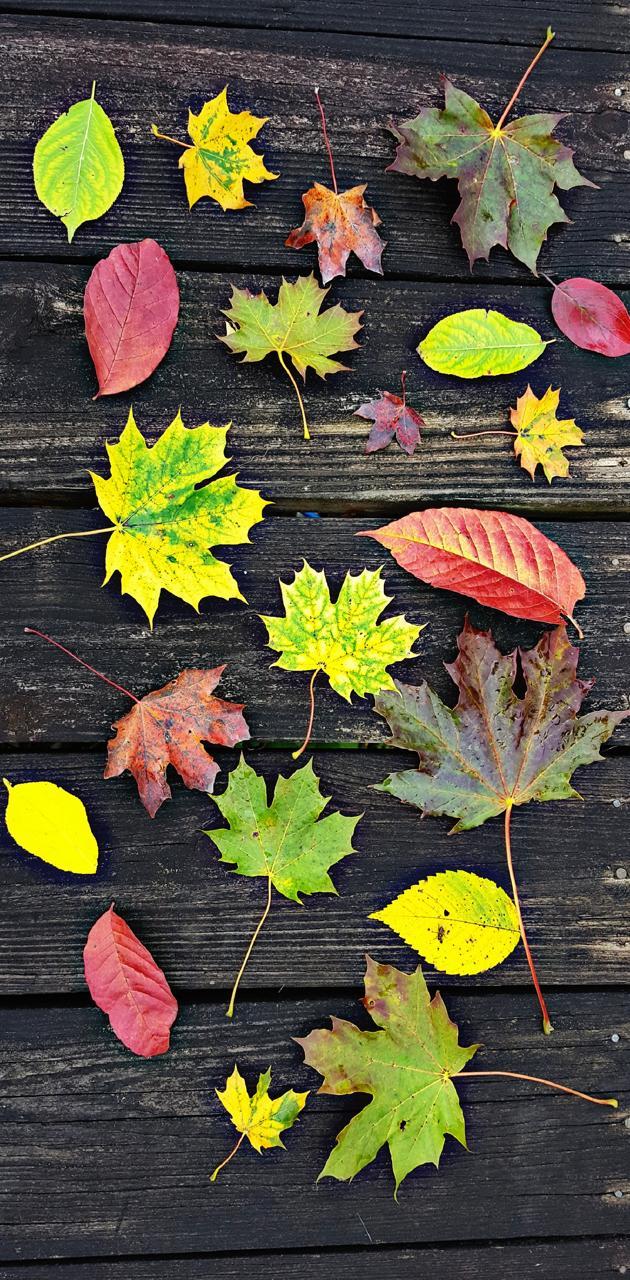 Autumn Wallpaper HD App APK Download