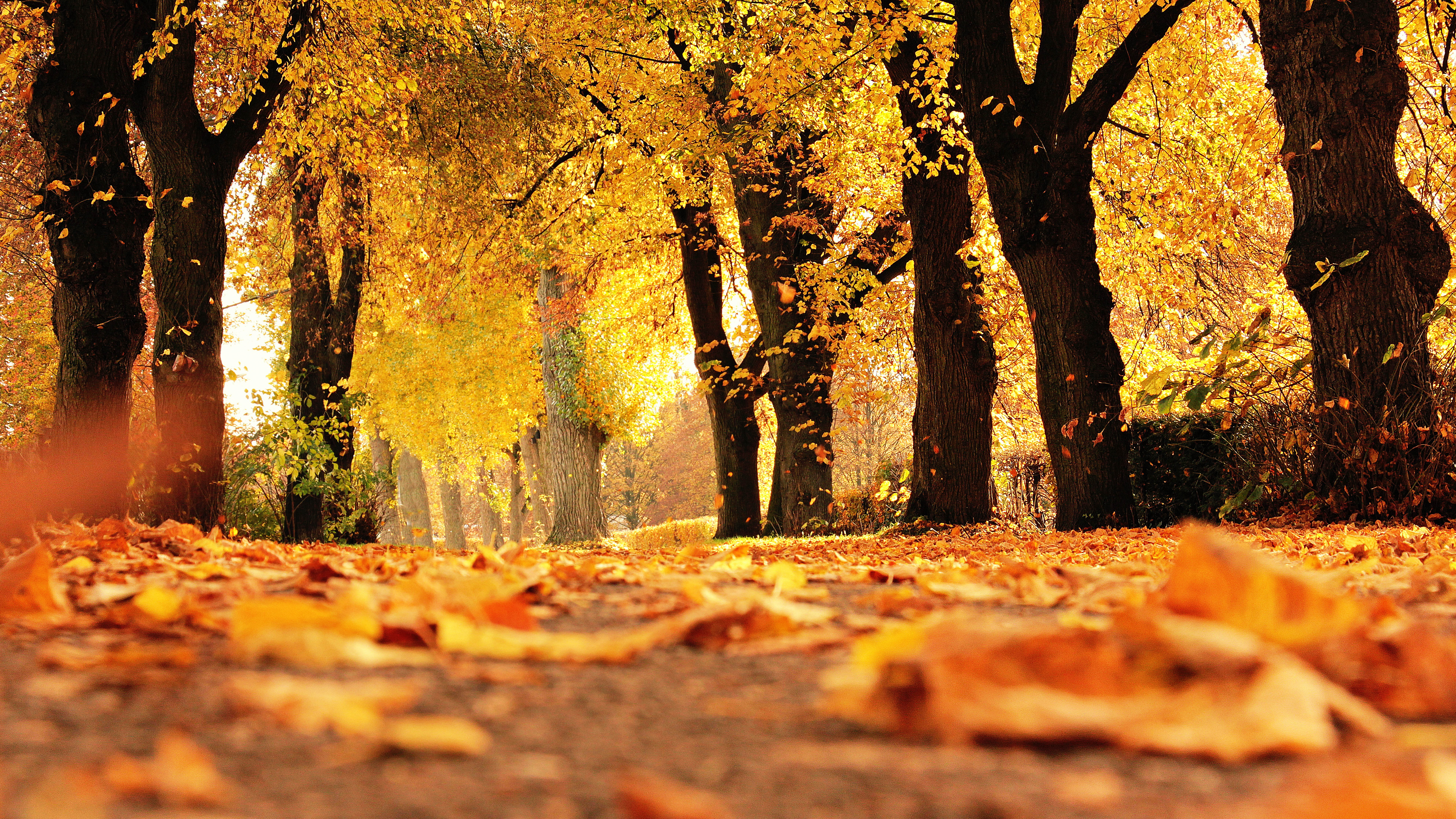 Autumn Trees Wallpaper 8K