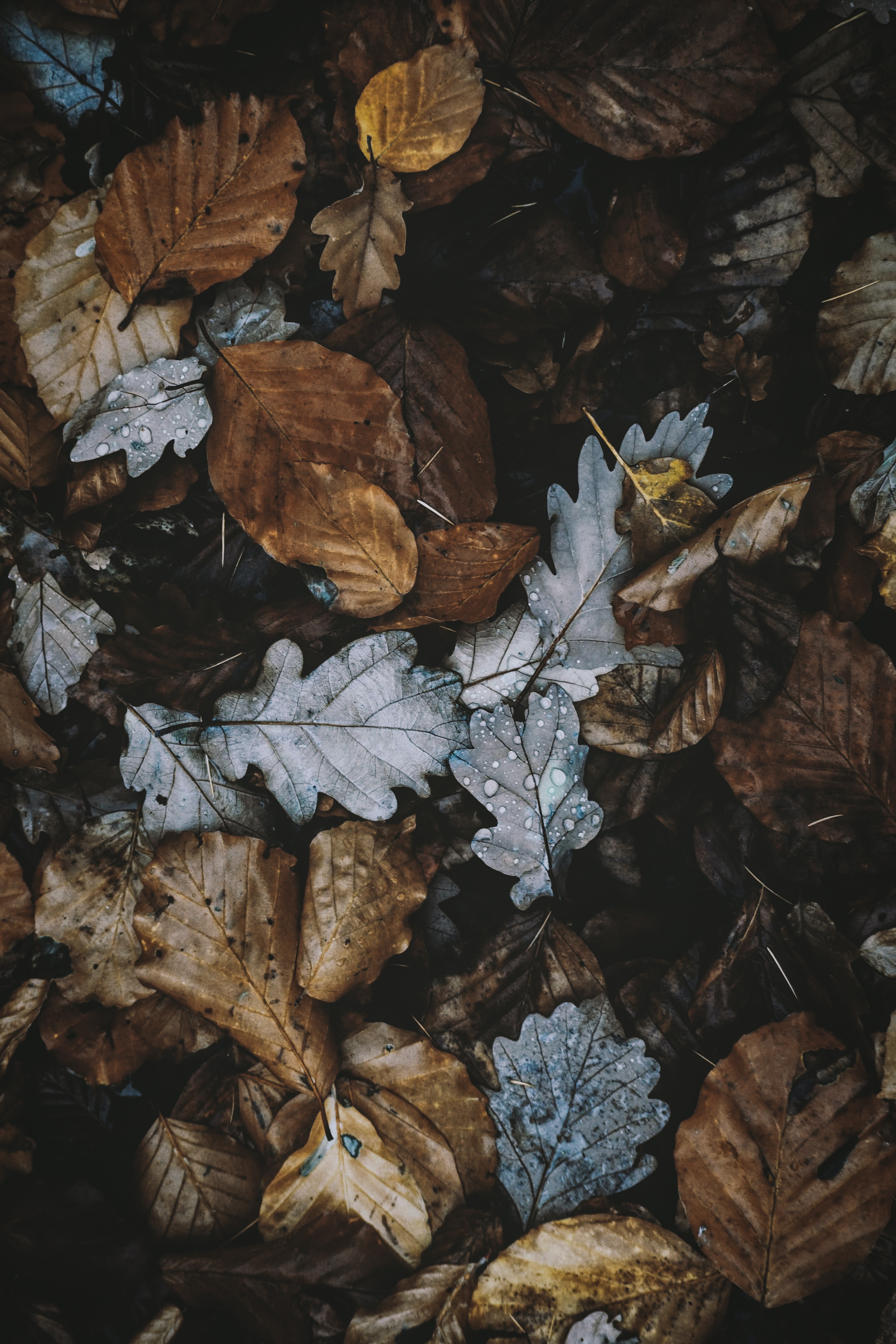 Download Autumn wallpaper for mobile