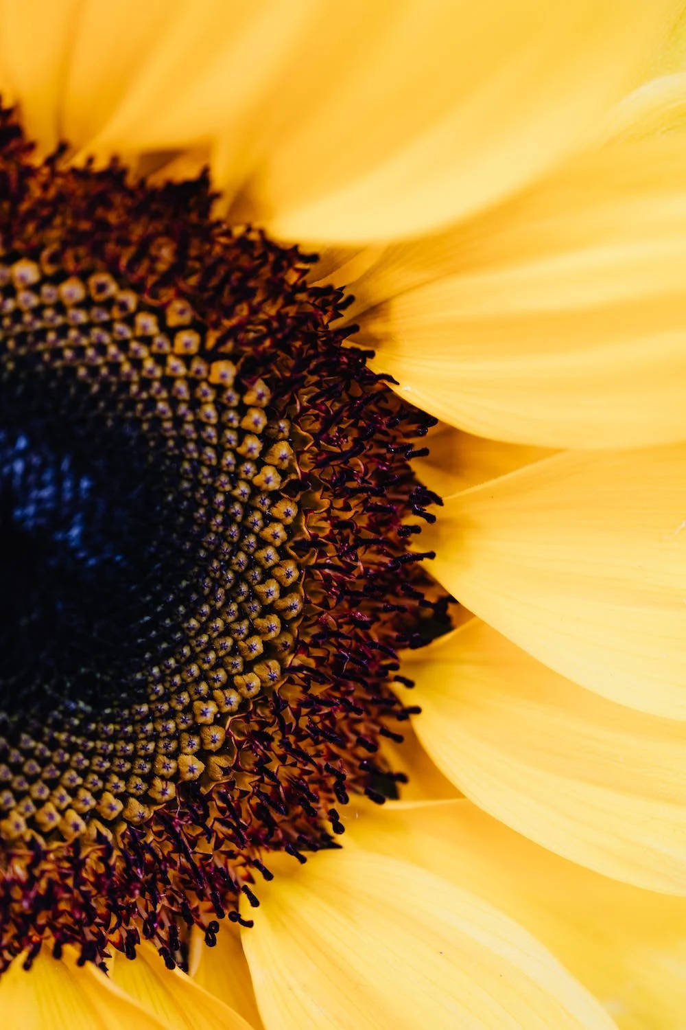 Free Sunflower HD Wallpaper