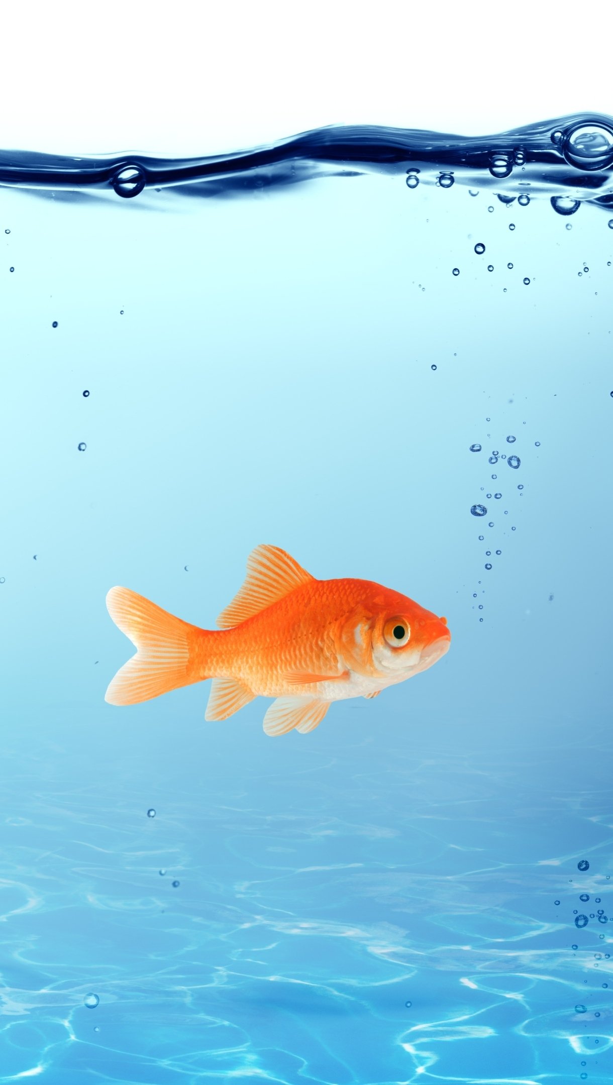 Download Food Fish Phone Wallpaper