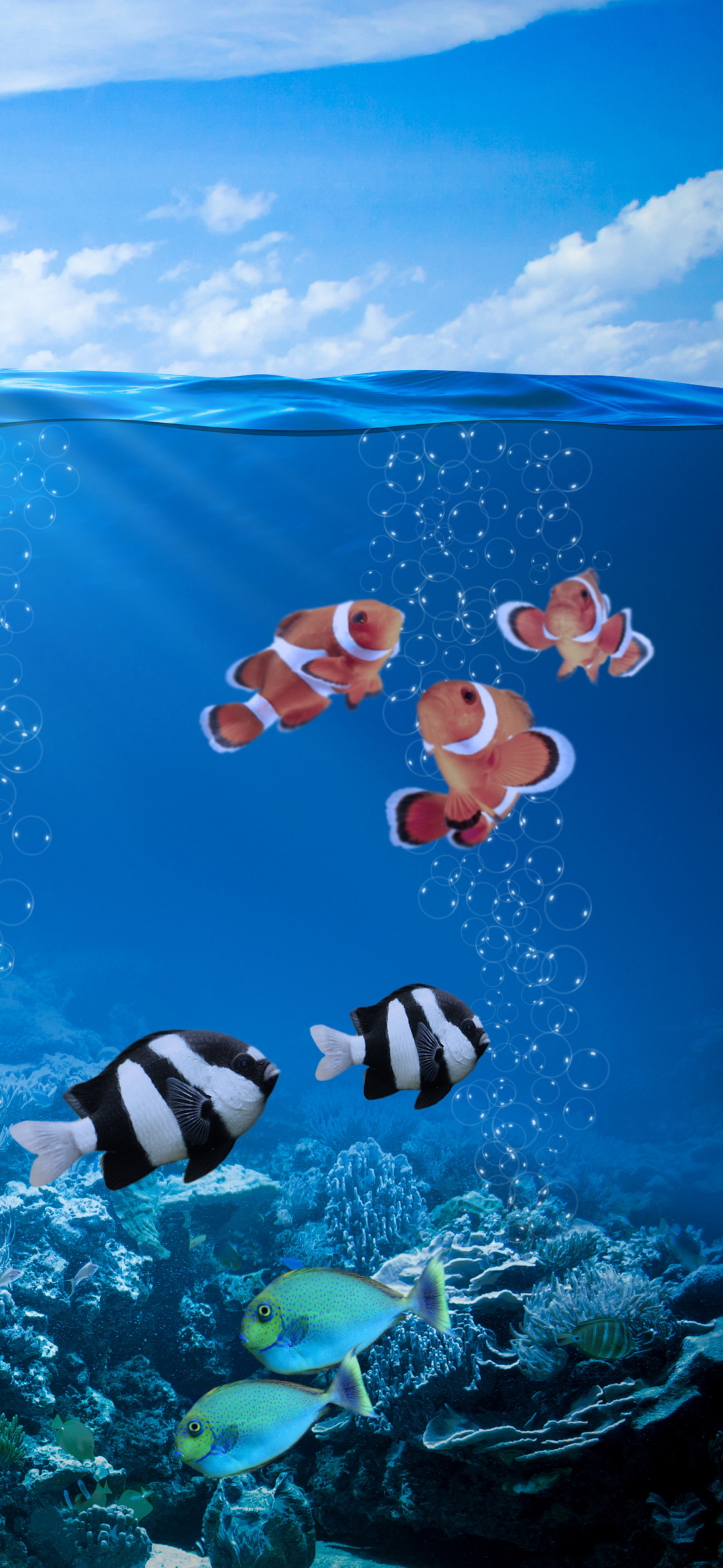 Fish Phone Wallpaper