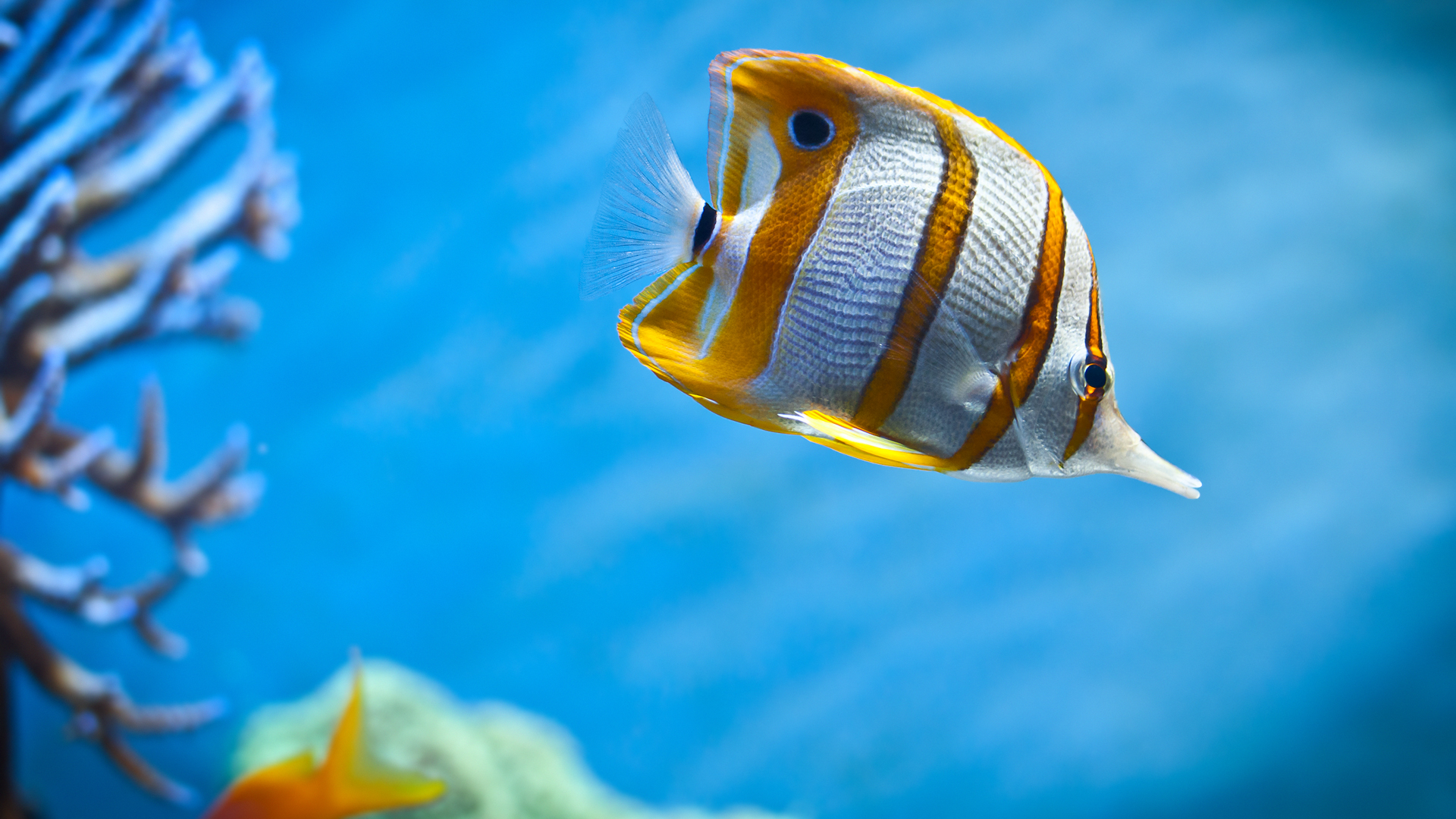 Animal, Fish, Underwater, Butterflyfish