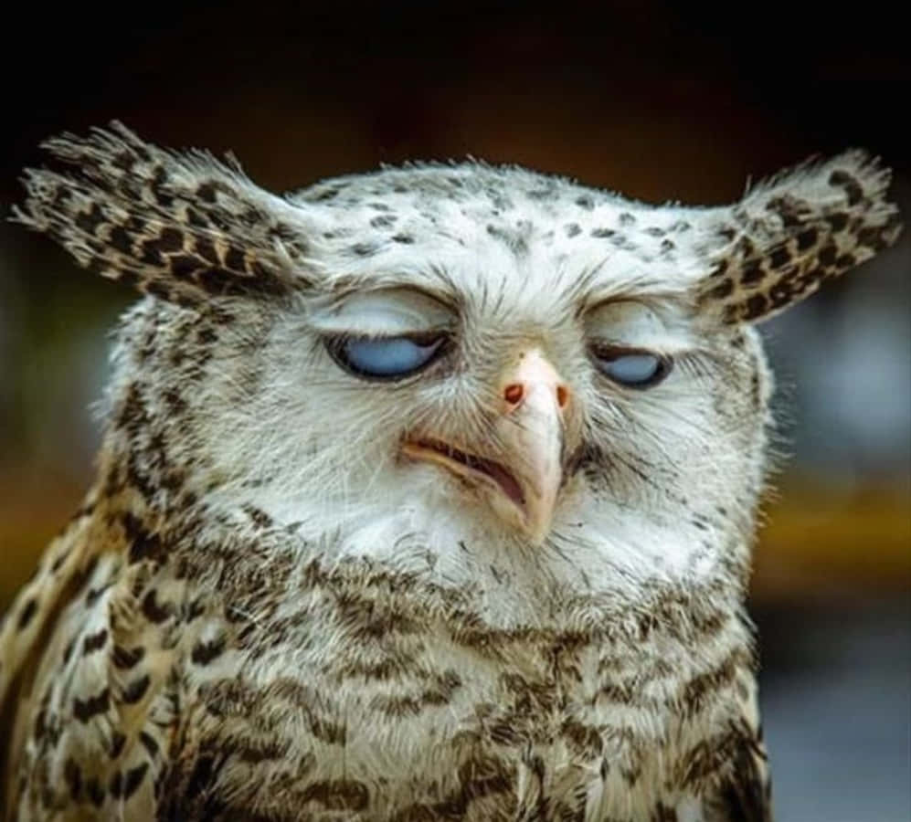 Download Funny Owl Annoyed Face Picture