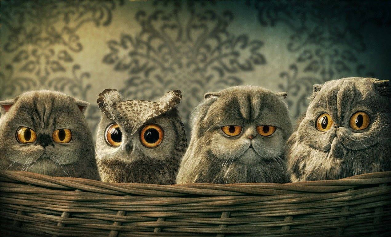 Free Owl HD Wallpaper