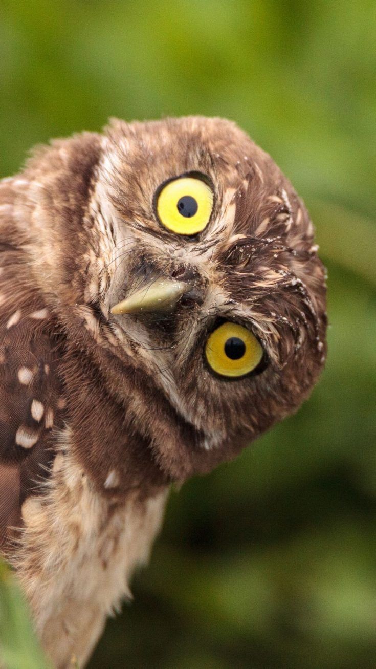 Adorable iPhone Animal Wallpaper HD