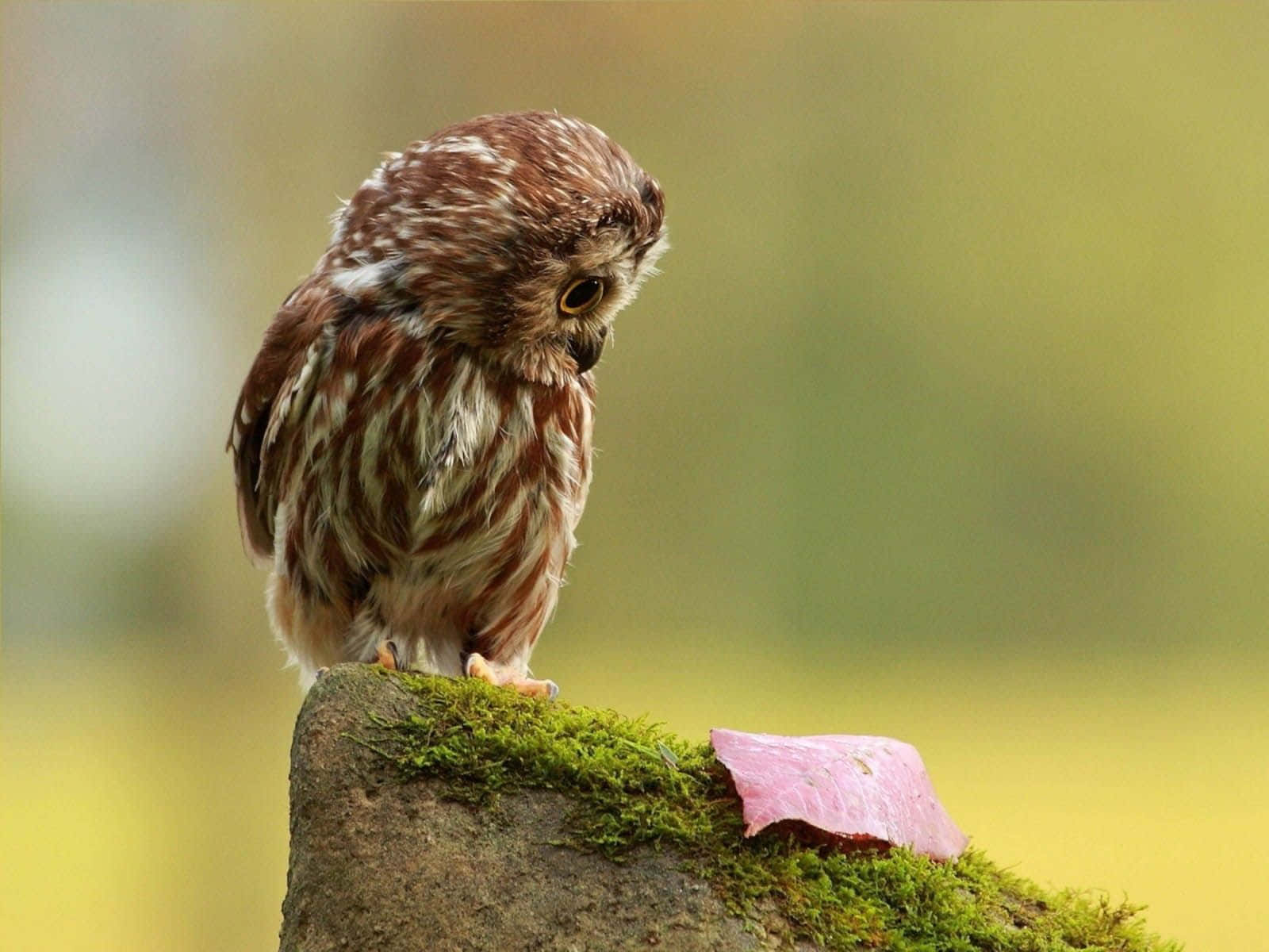 Download Funny Owl Looking At Food On