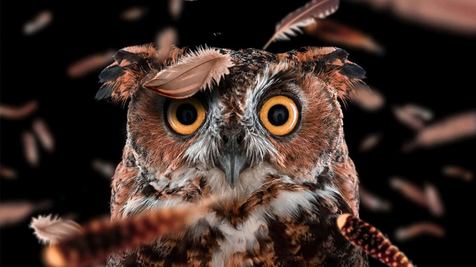 Funny Owl Falling Feathers Picture